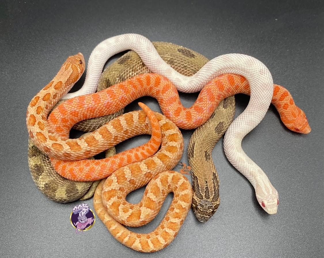 DELTA HOGZ hognose