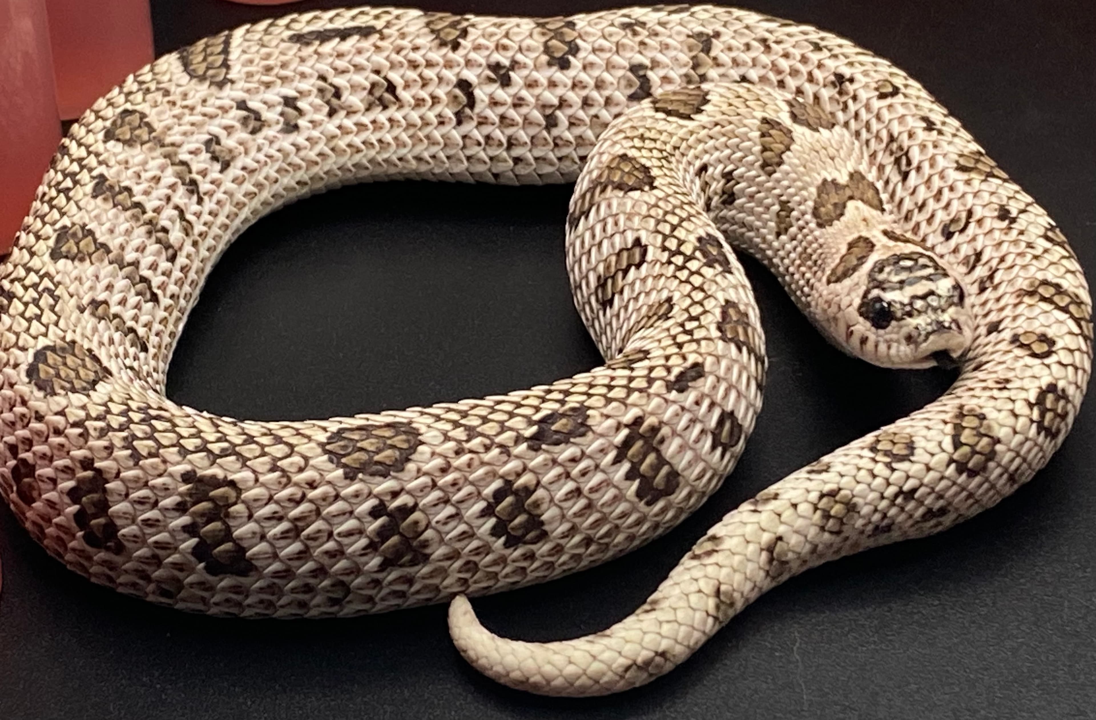 DELTA HOGZ hognose