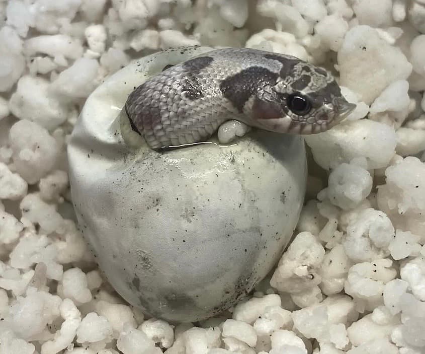 DELTA HOGZ hognose