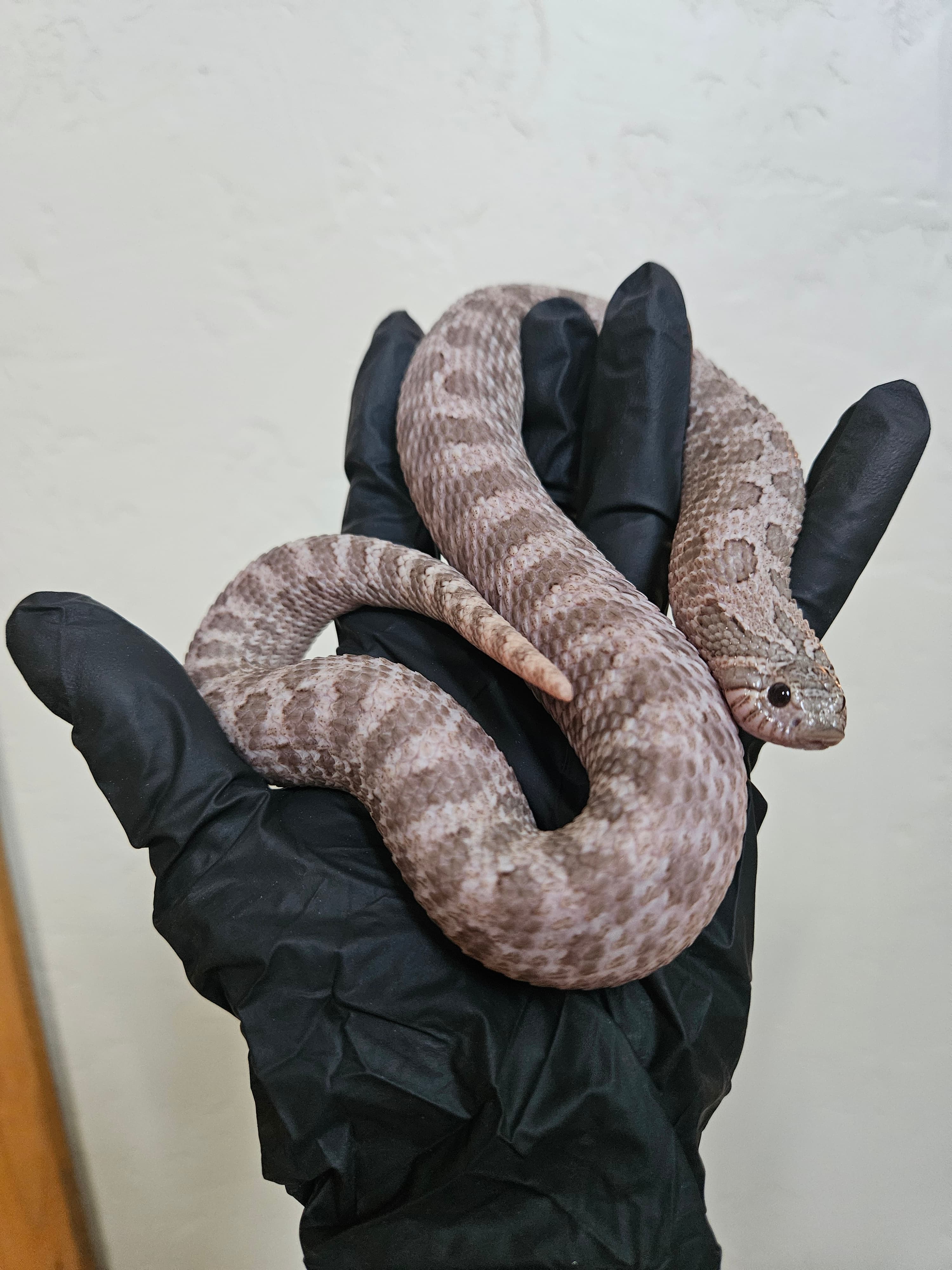 Arctic Purple People Eater