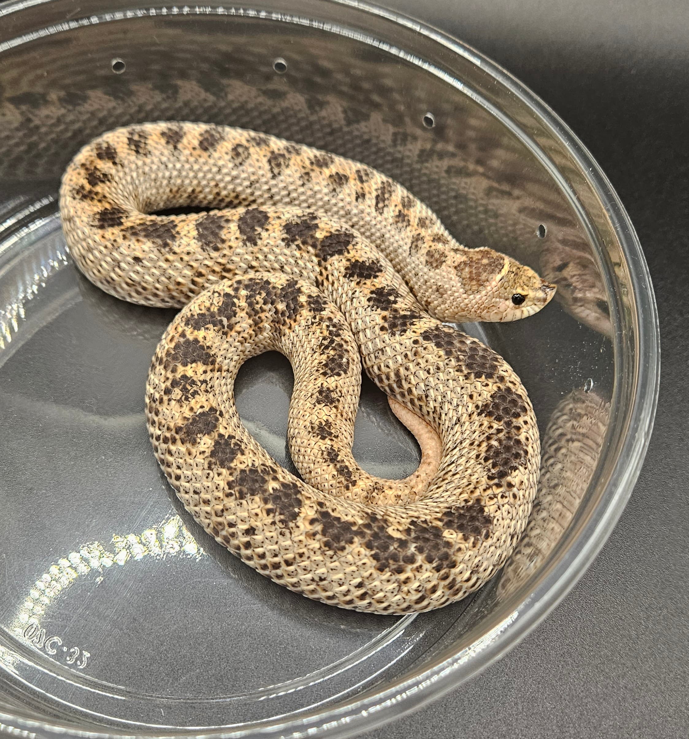 Super Arctic Cinnamon