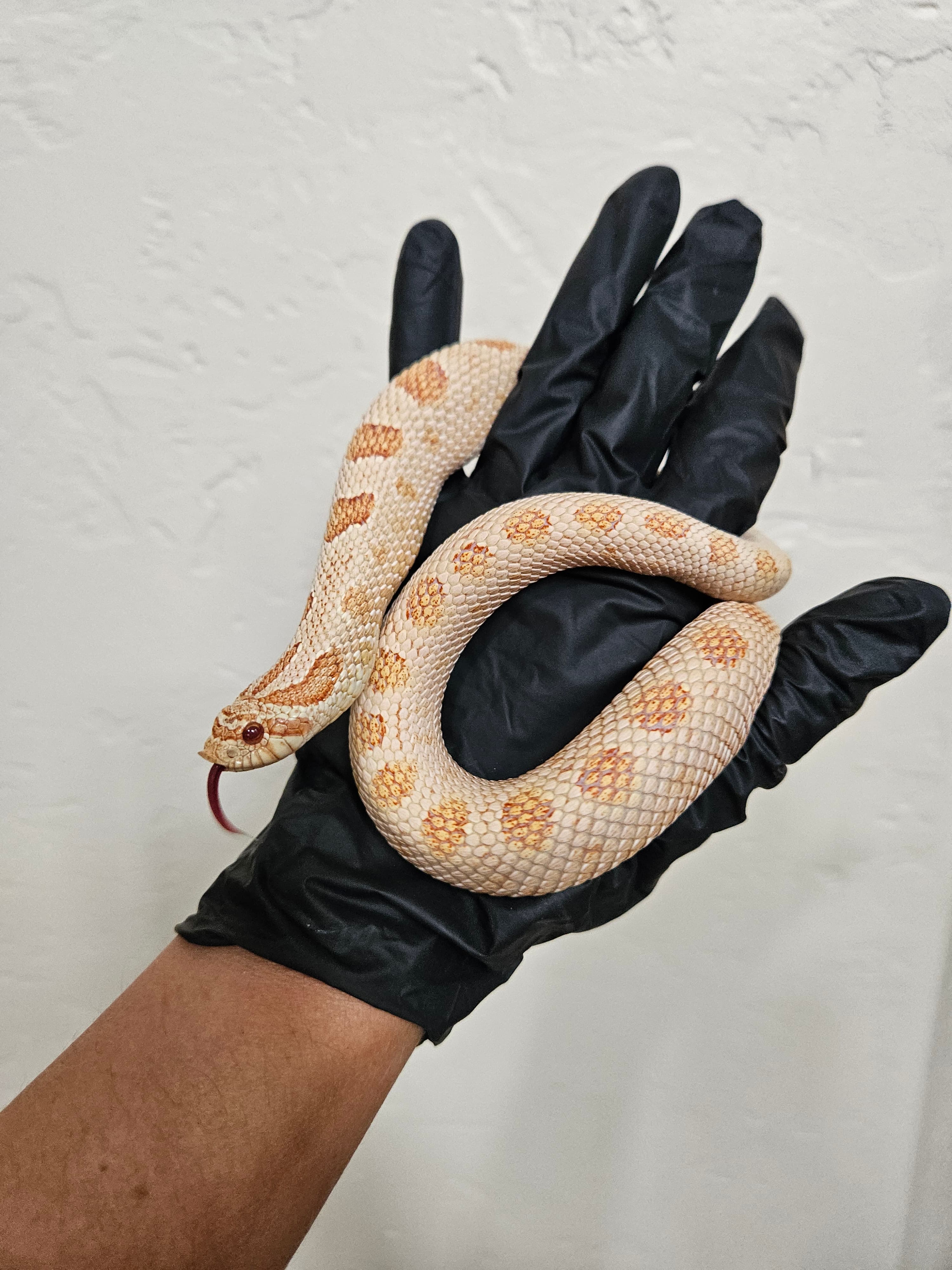 Pumpkin Spice! Arctic Conda Albino