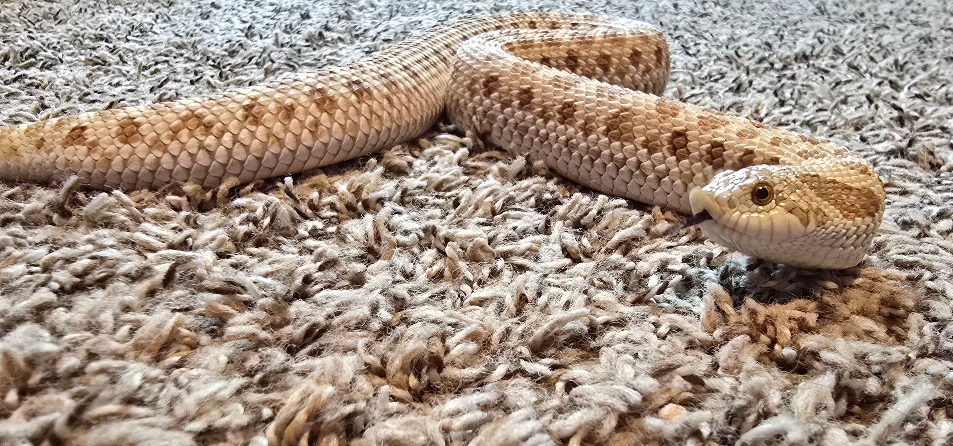 Frosted (Caramel Hypo ) femame