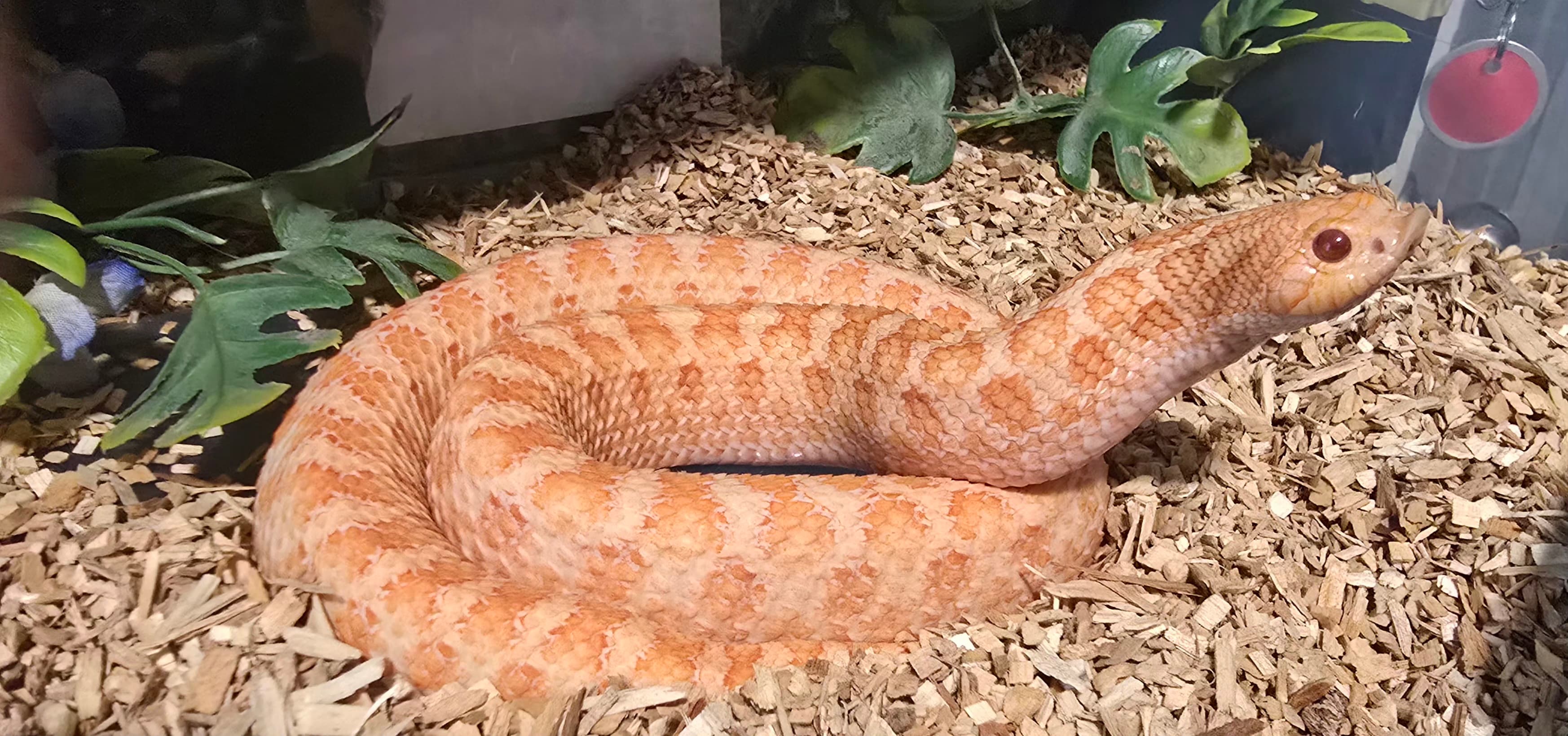 Arctic Sunburst ( Sable Albino ) female