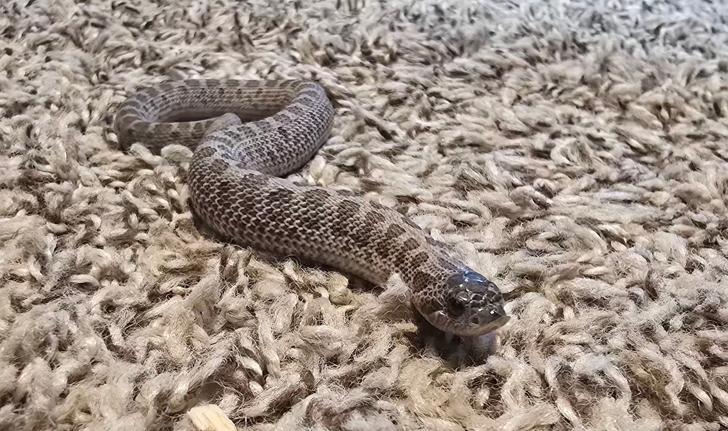 Permafrost( Sable , Evans Hypo , Caramel) I Produced this Yr. Pos Arctic . NFS