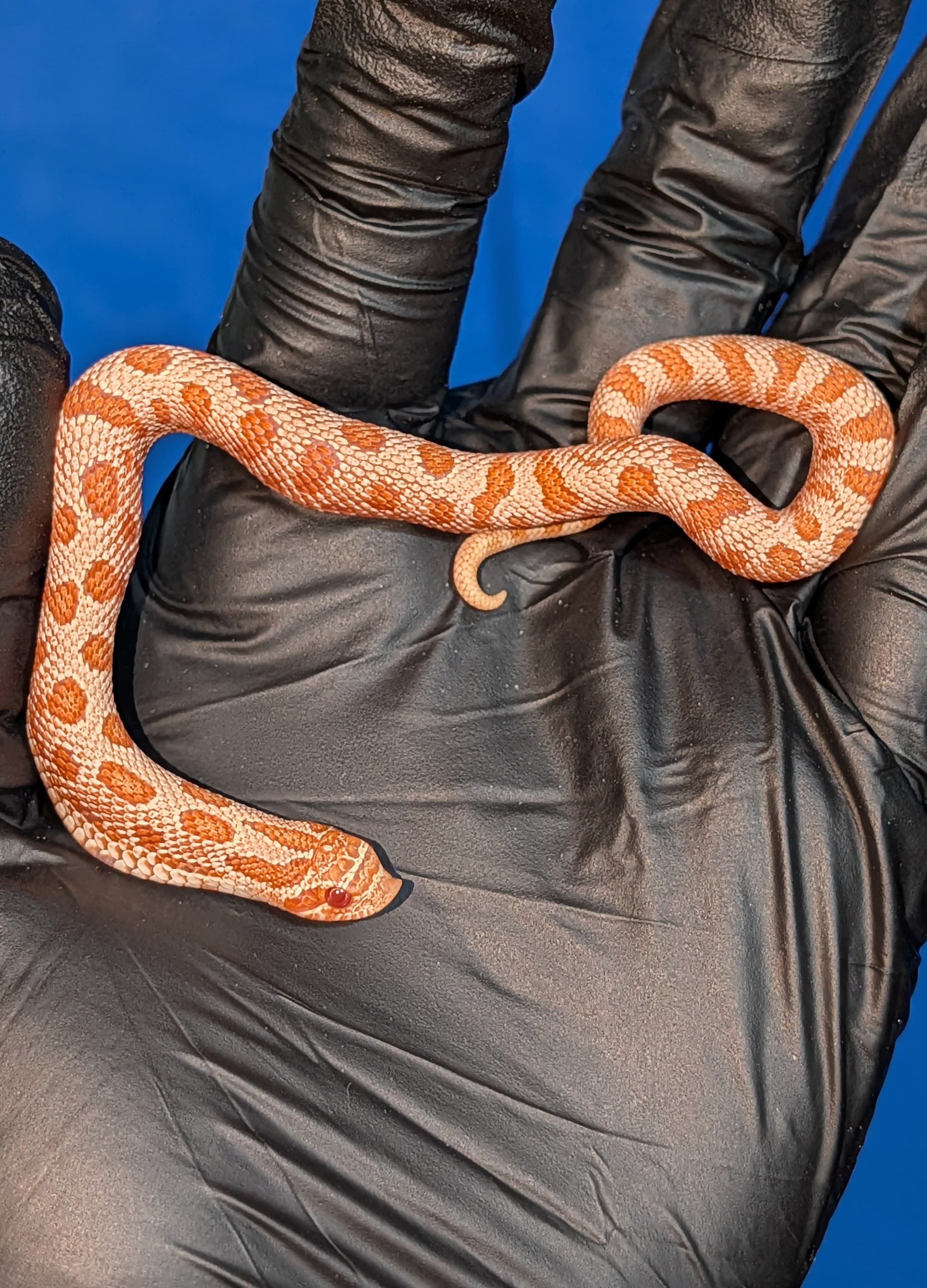 Albino Arctic Anaconda — Baby Purple Line Extreme Red AAA