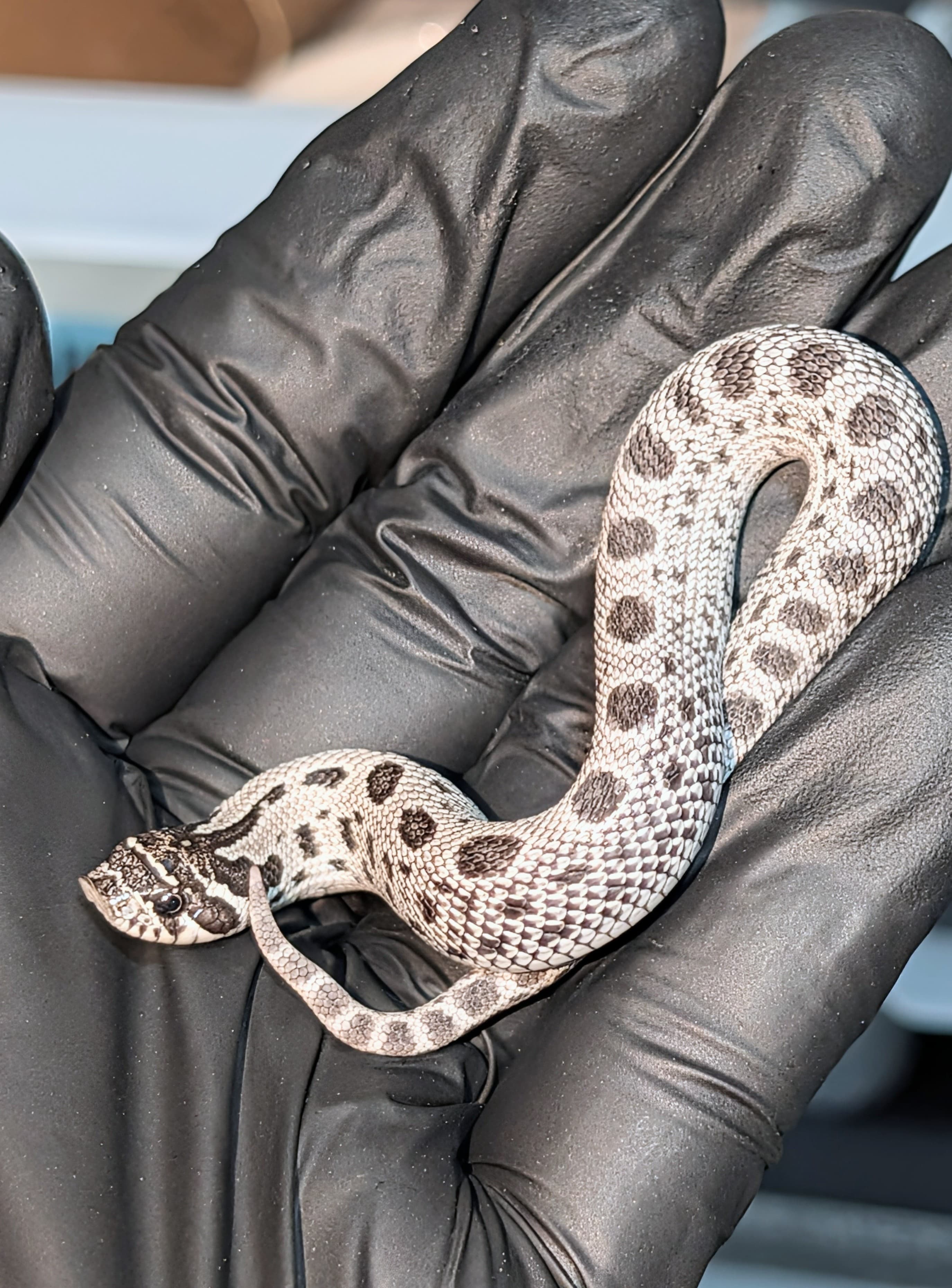 Axanthic Arctic Anaconda — AAA (Ax)