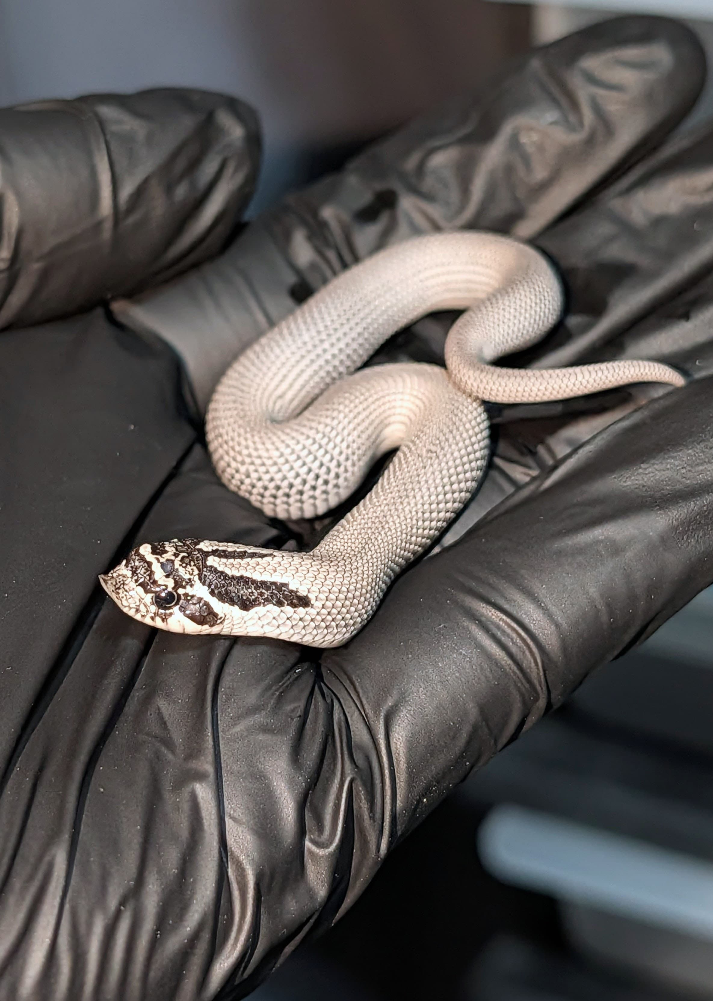 Axanthic Arctic Superconda — Arctic Axanthic Superconda