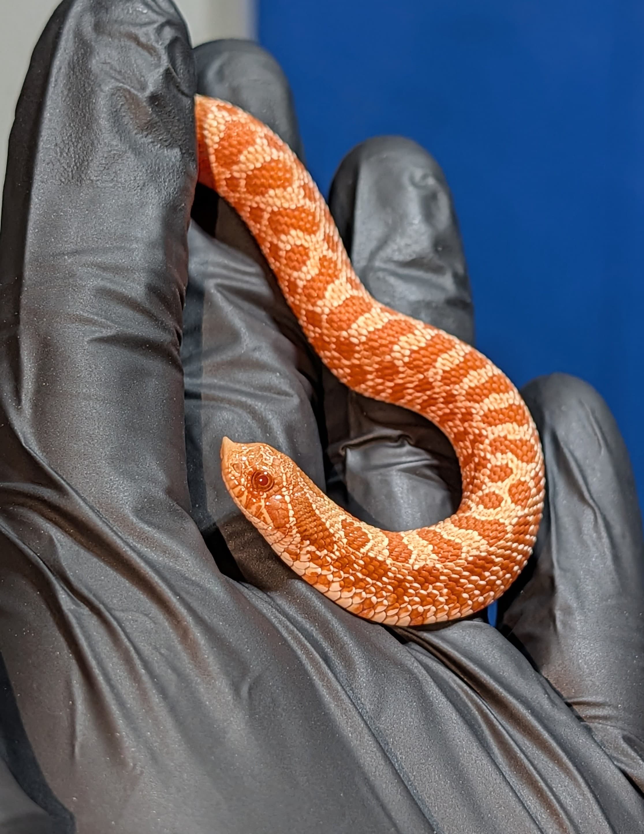 Albino — Baby Albino