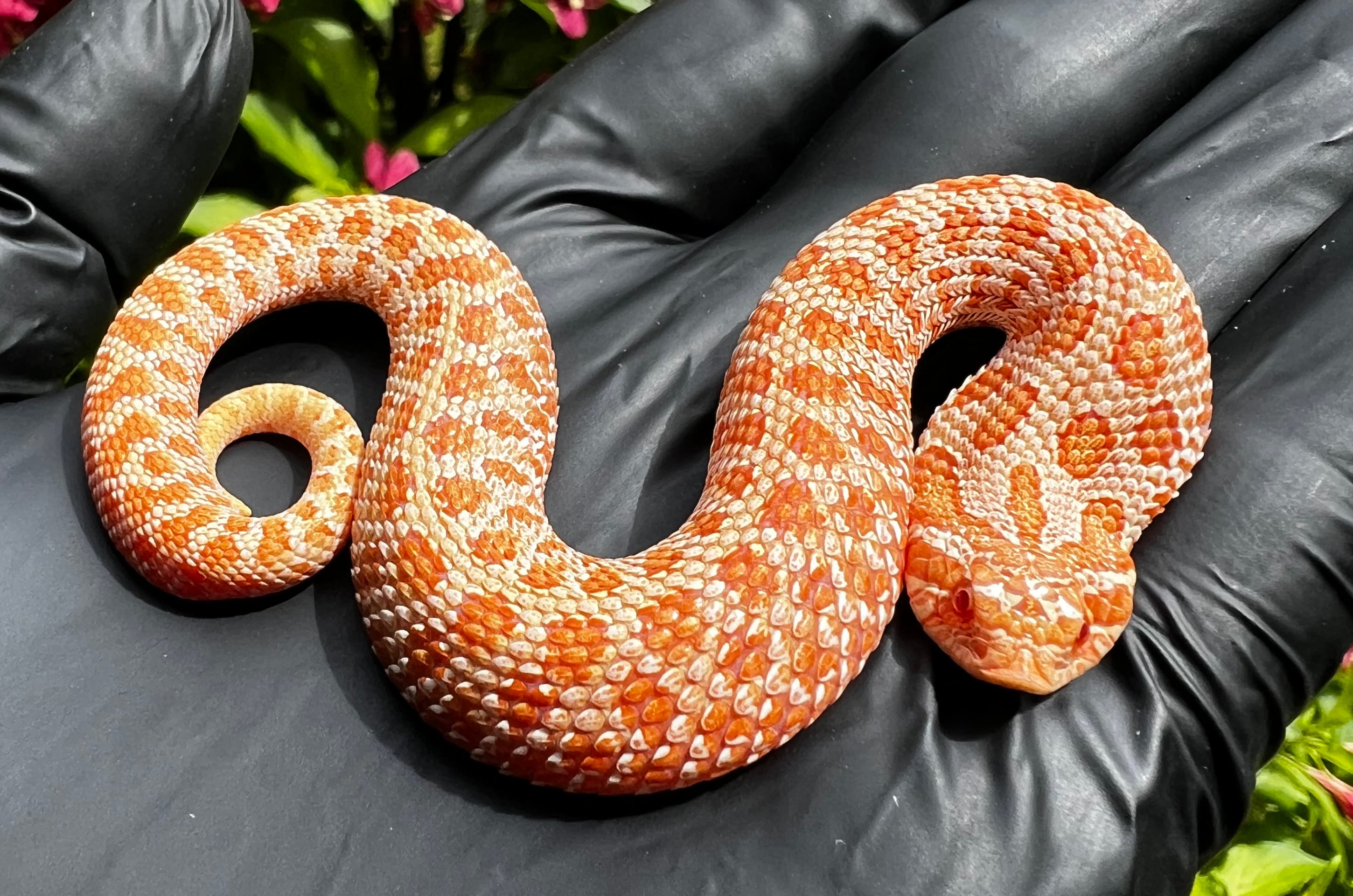 Albino