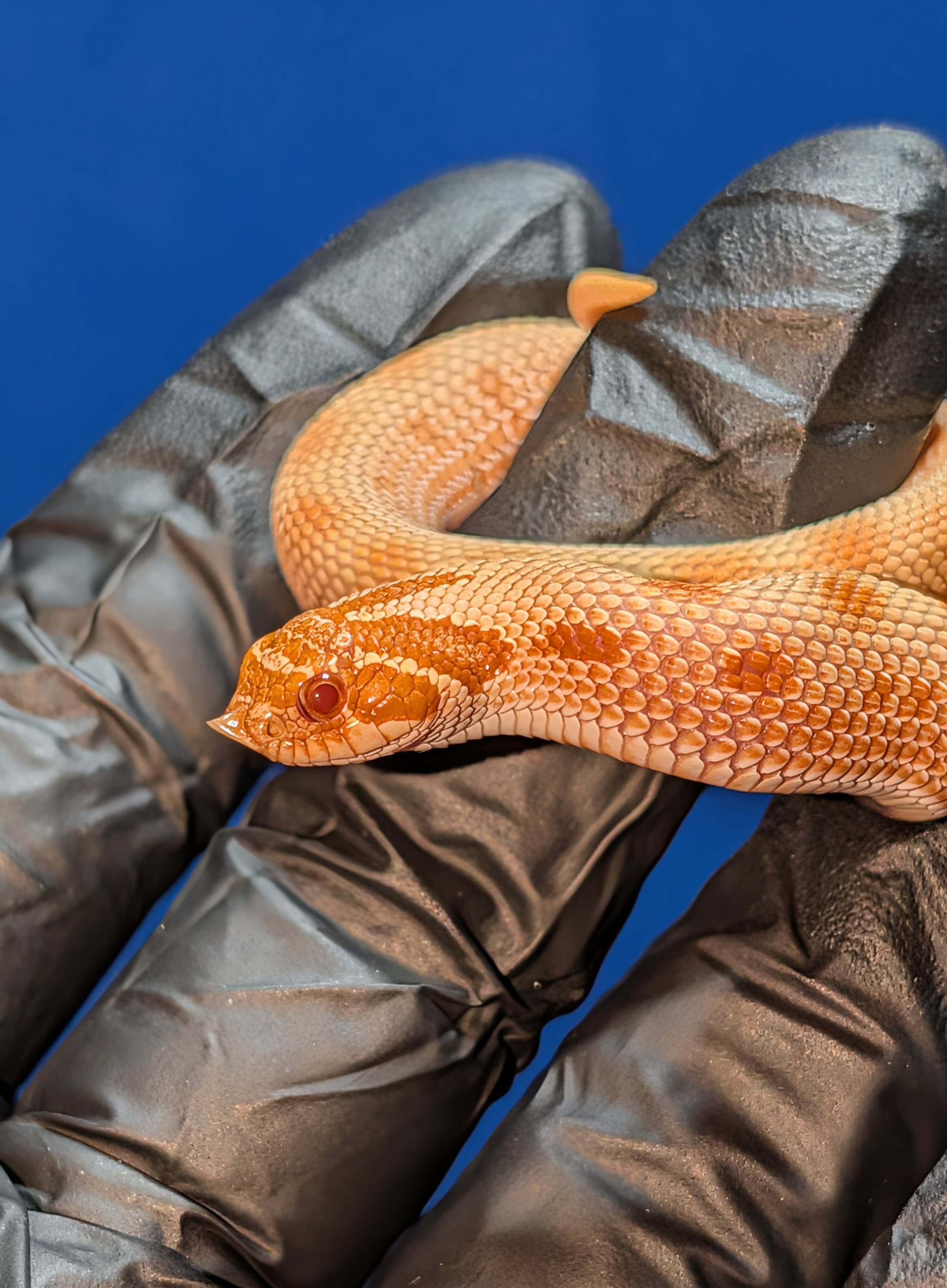 Albino Anaconda — Baby Albino Conda