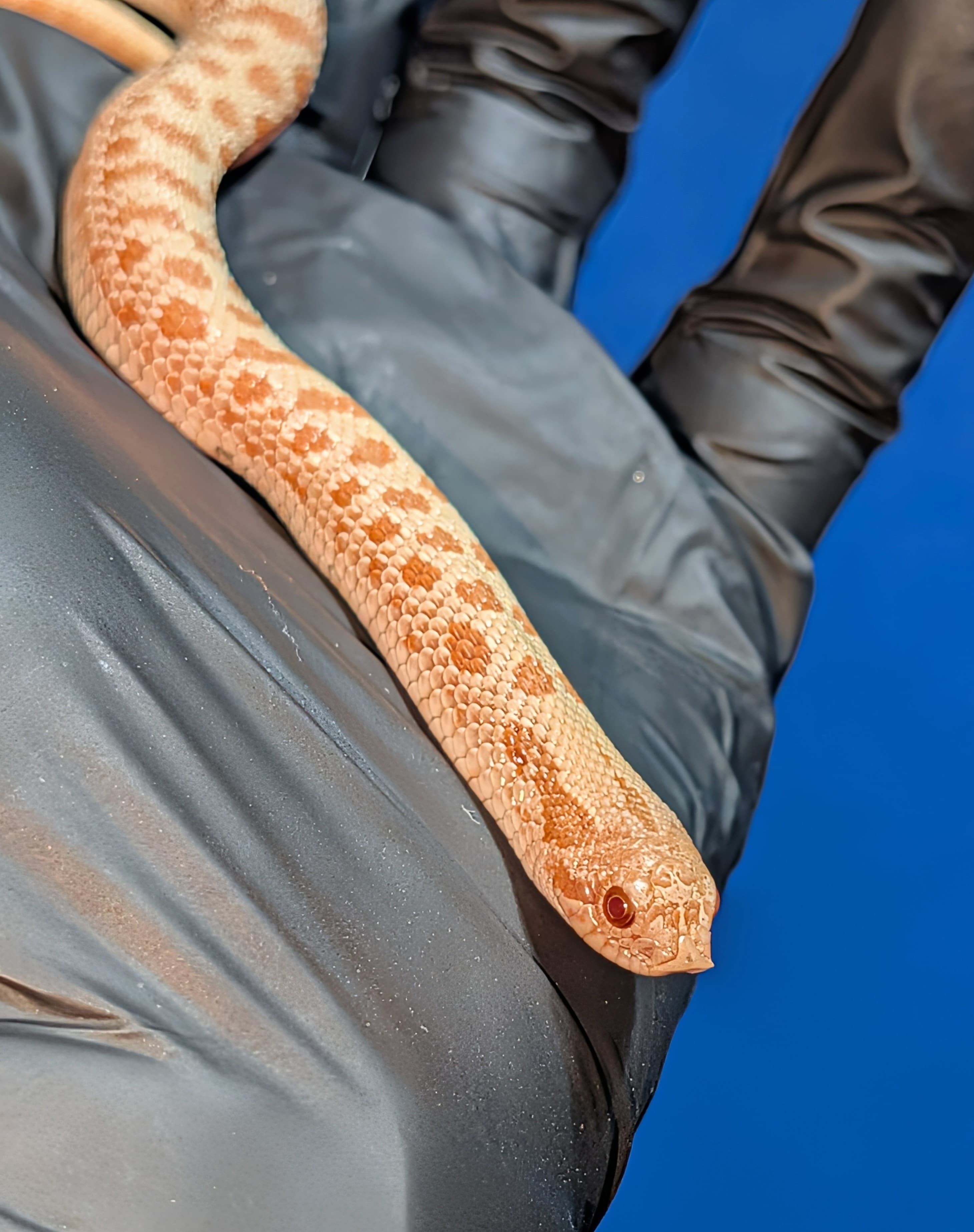 Albino Frosted Arctic — Baby Arctic Albino Frosted (formerly Arctic Ultramel)