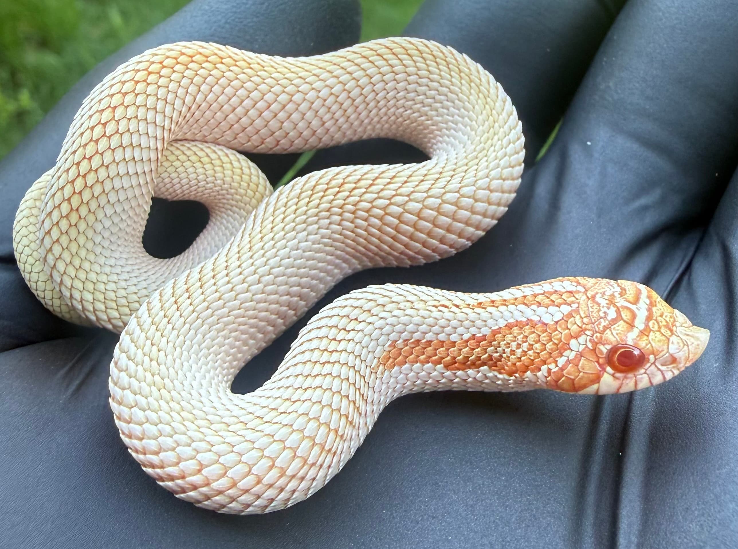 Albino Superconda
