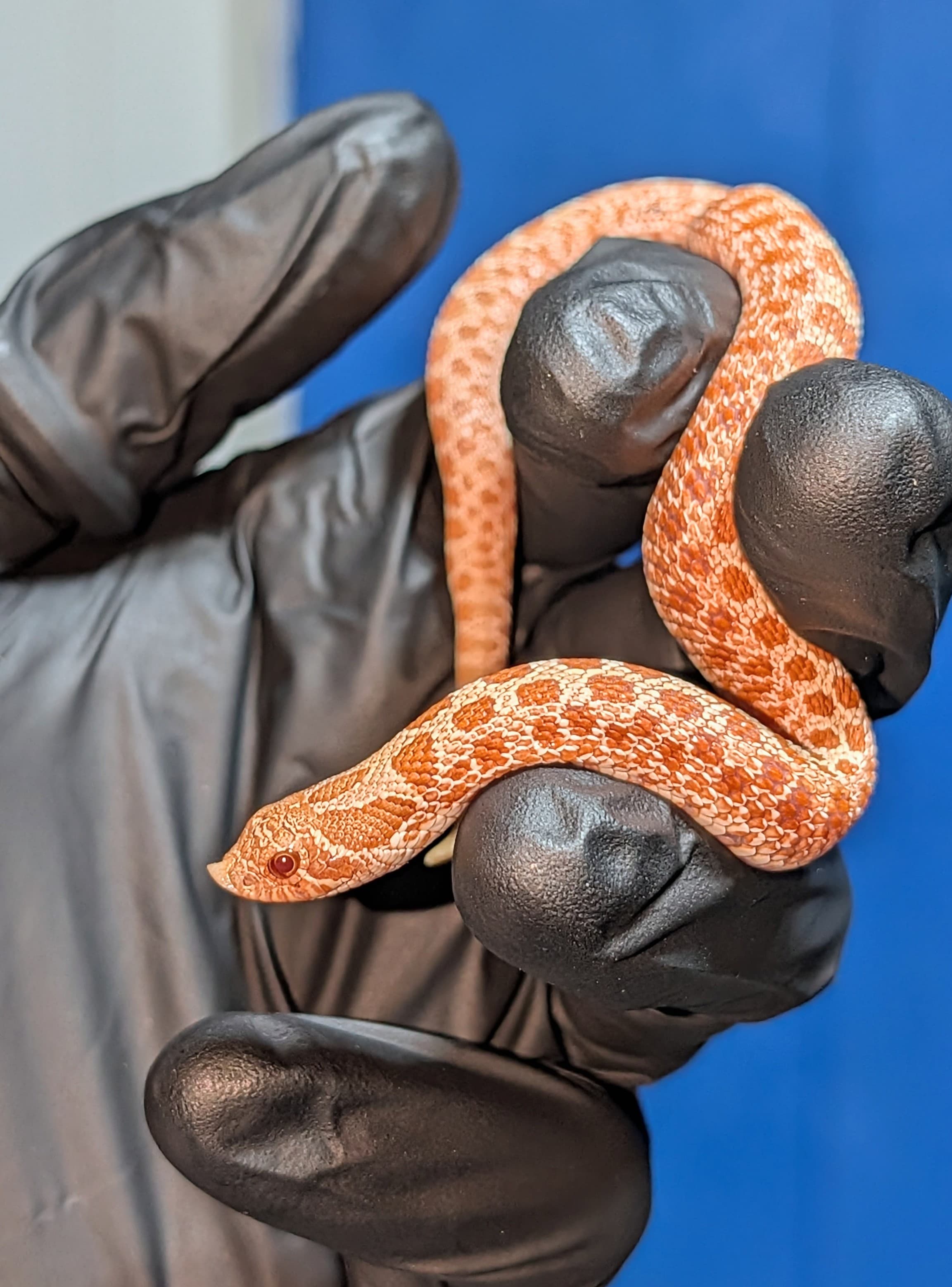 Albino Arctic — Baby AA