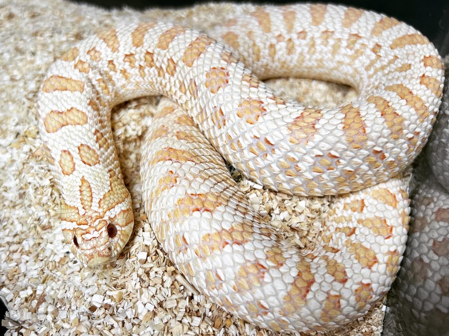 Albino Arctic