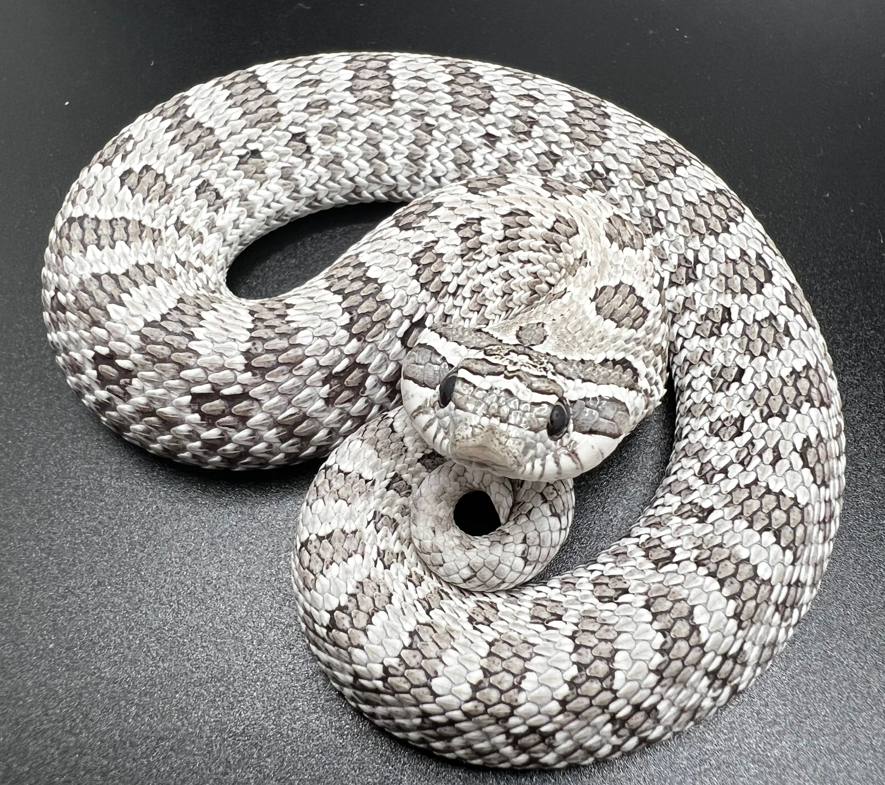 Axanthic Arctic