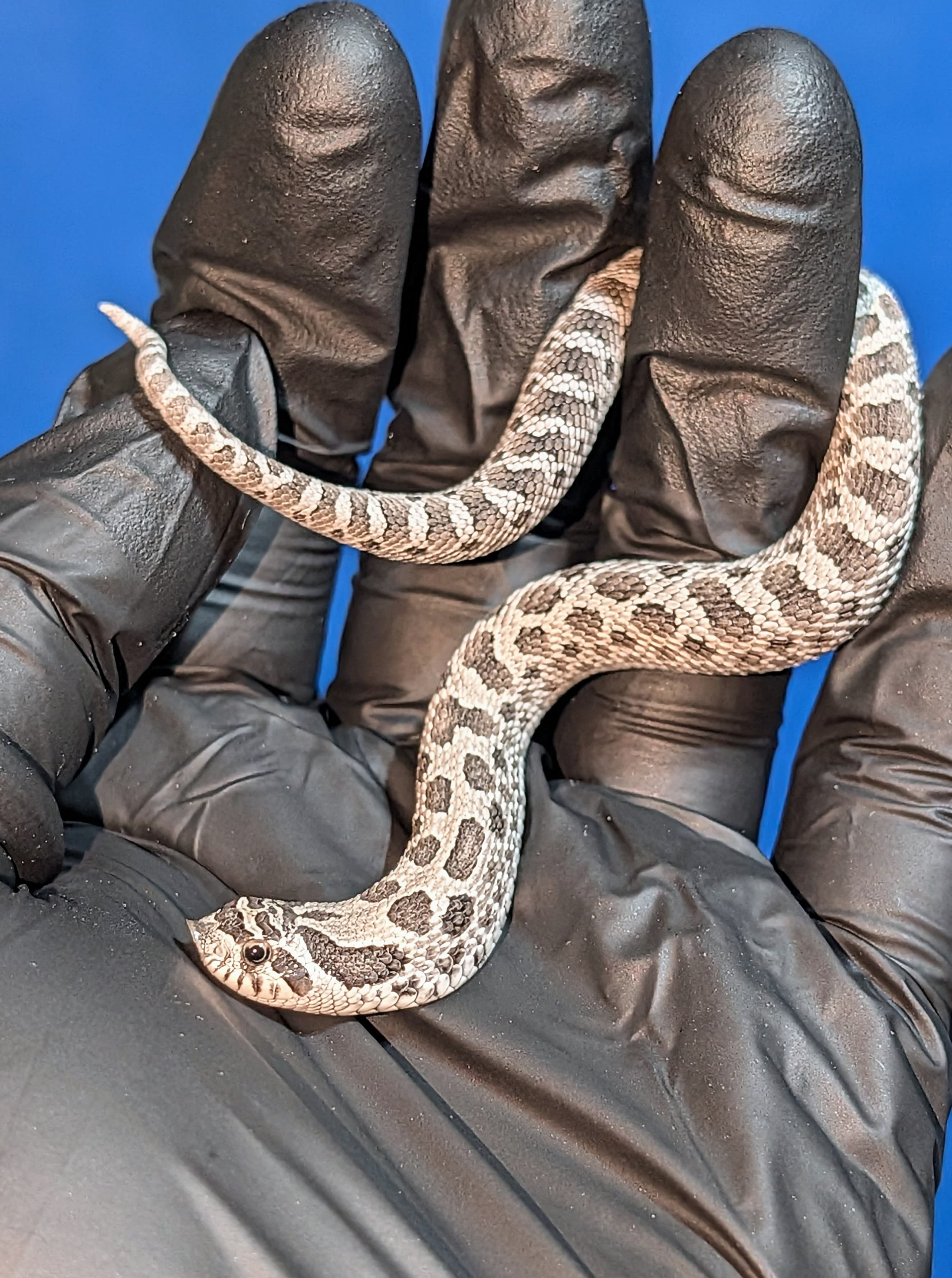 Axanthic Arctic — Baby Arctic Axanthic