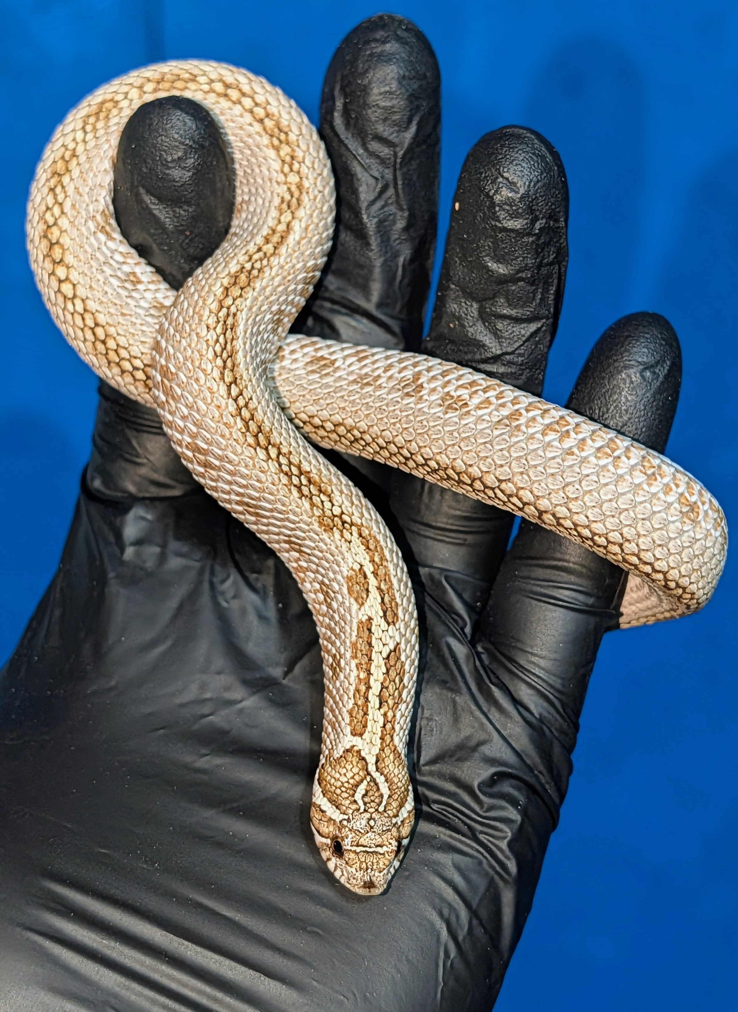 Grey Fog — Juvenile female Purple Line Extreme Red Symphony Arctic Conda