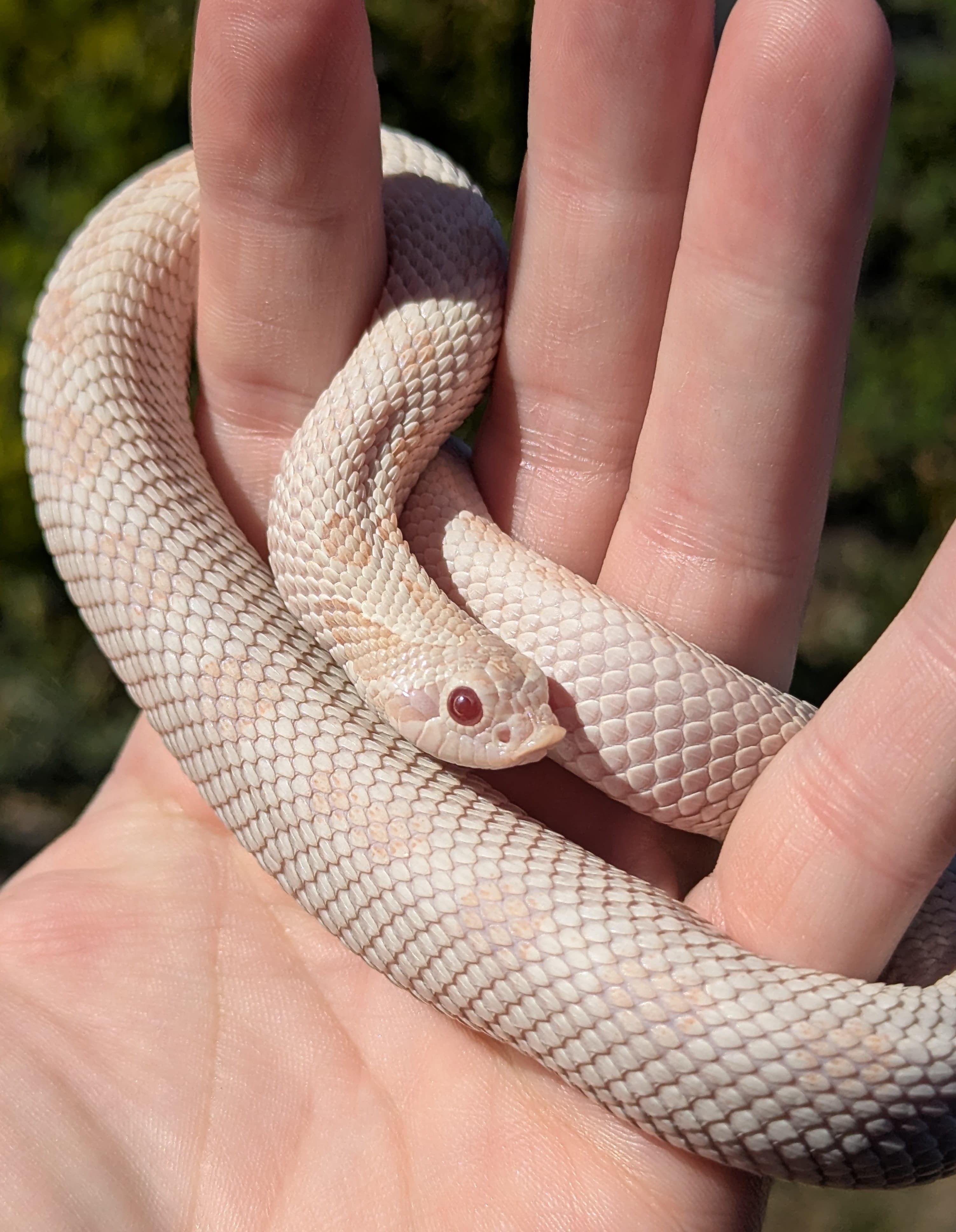 Coral Arctic Anaconda — Sub-adult male Arctic Coral Conda