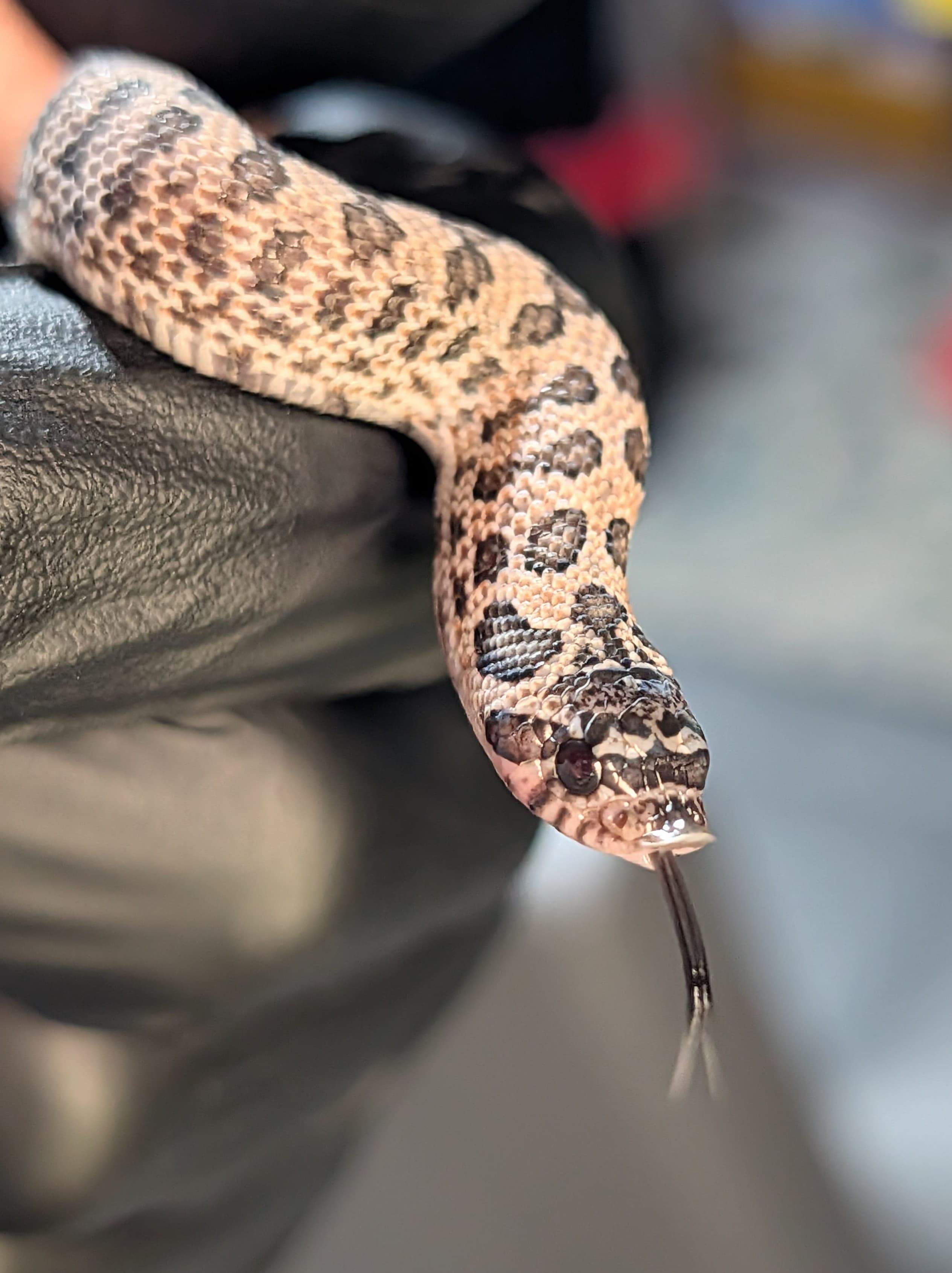 Purple Rain — Hatchling Purple Rain