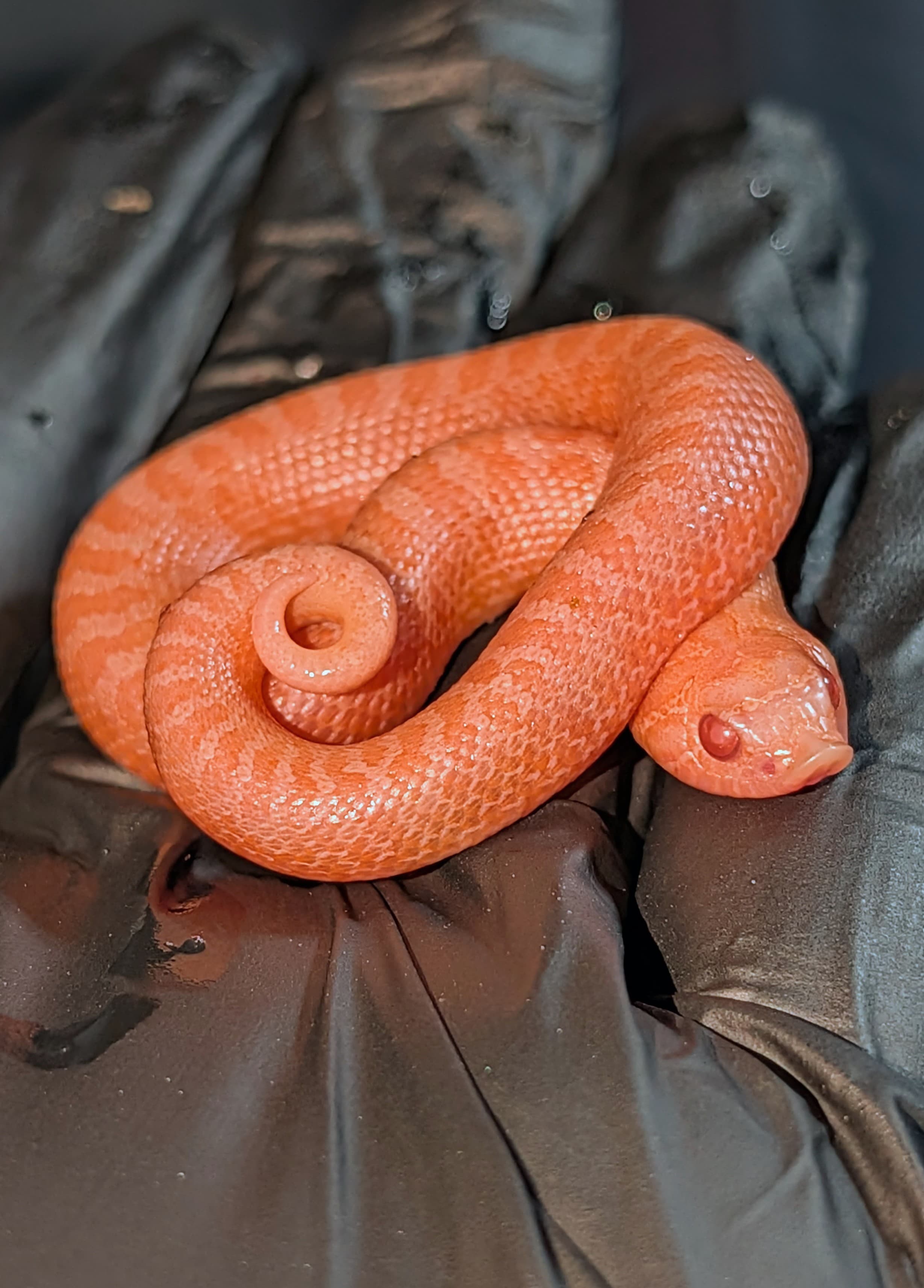 Sunburst Arctic — Hatchling Arctic Sunburst