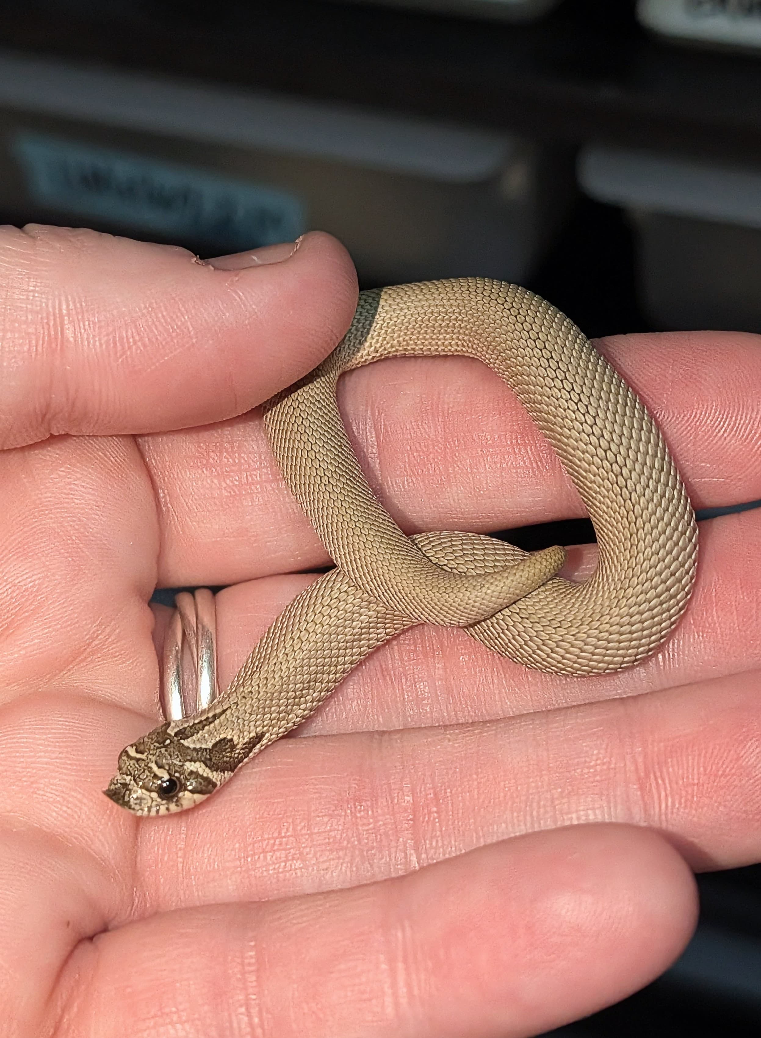 Platinum — Hatchling Platinum