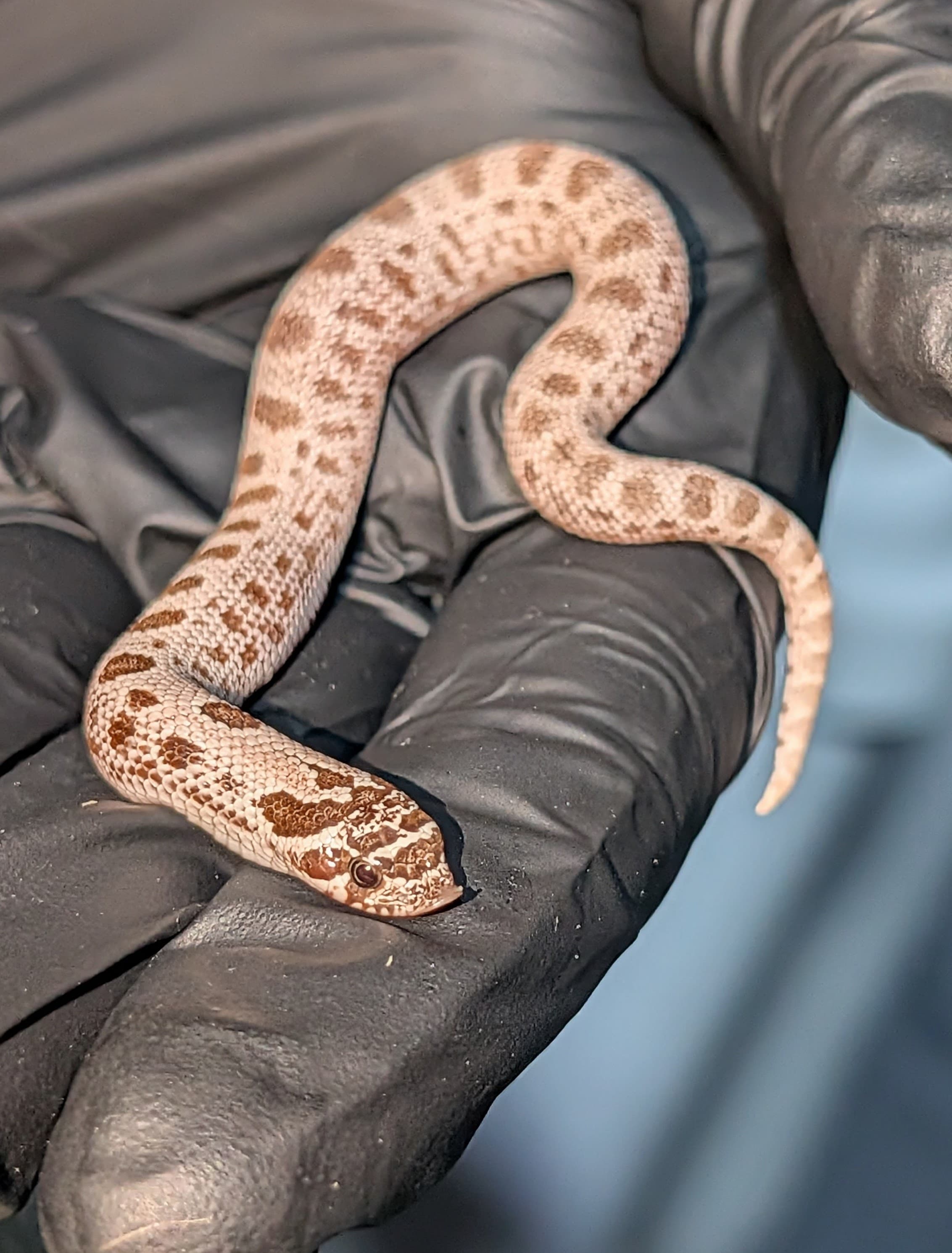 Toffee Arctic Anaconda — Hatchling Arctic Toffee Conda