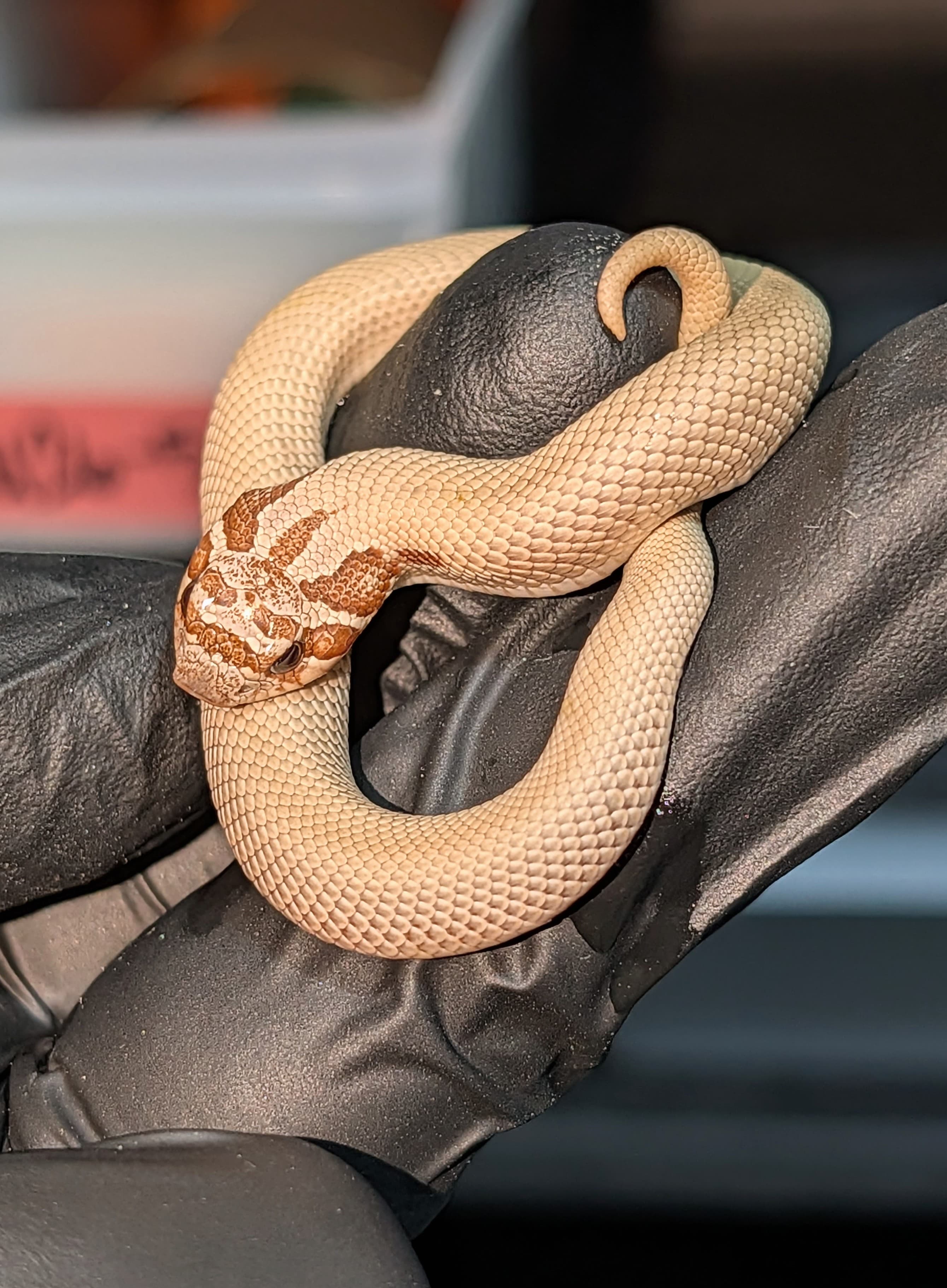 Toffee Arctic Superconda — Hatchling Arctic Toffee Superconda