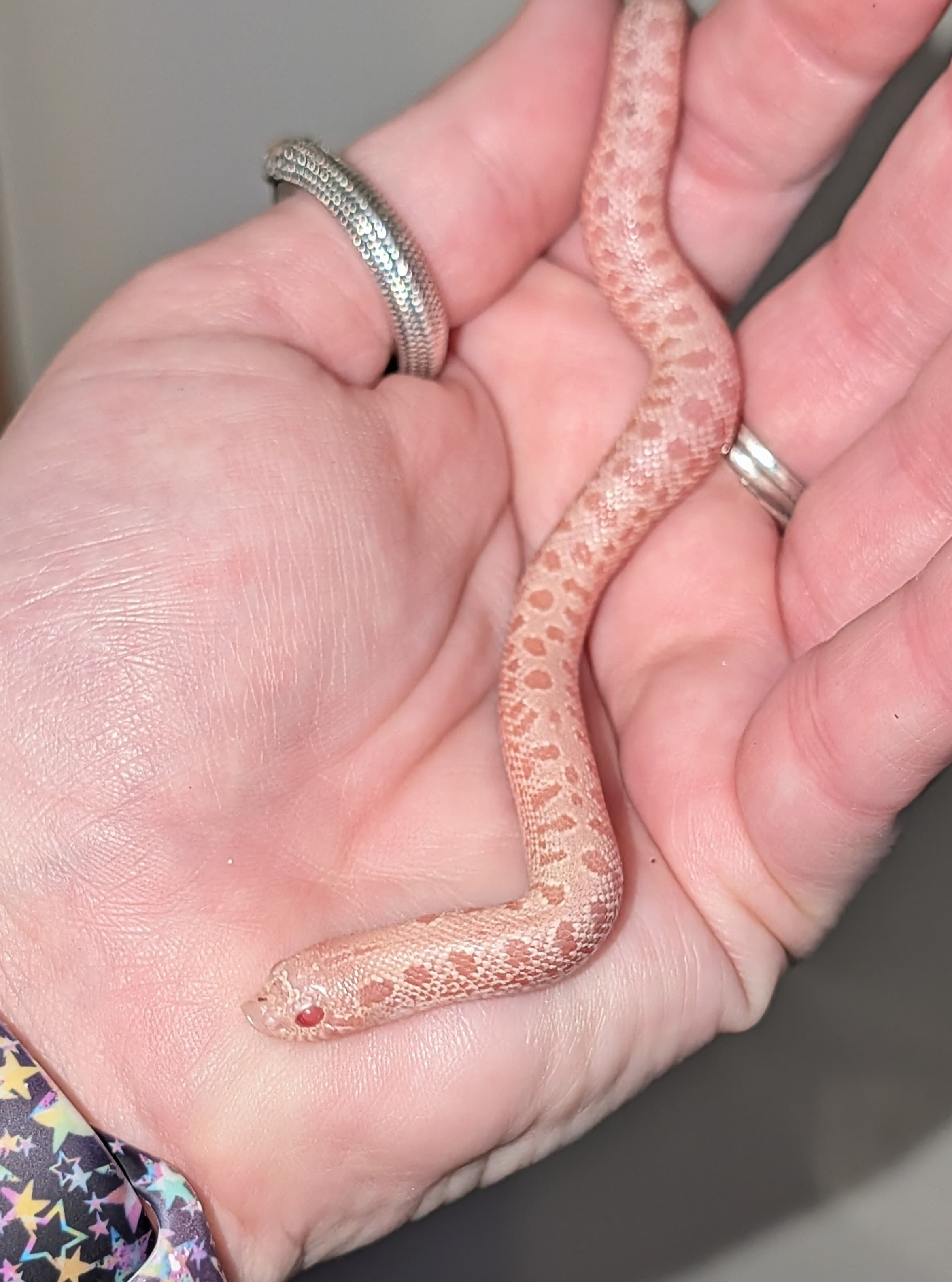 Ultramel Arctic — Hatchling Arctic Ultramel (Albino+Frost+Hypo)