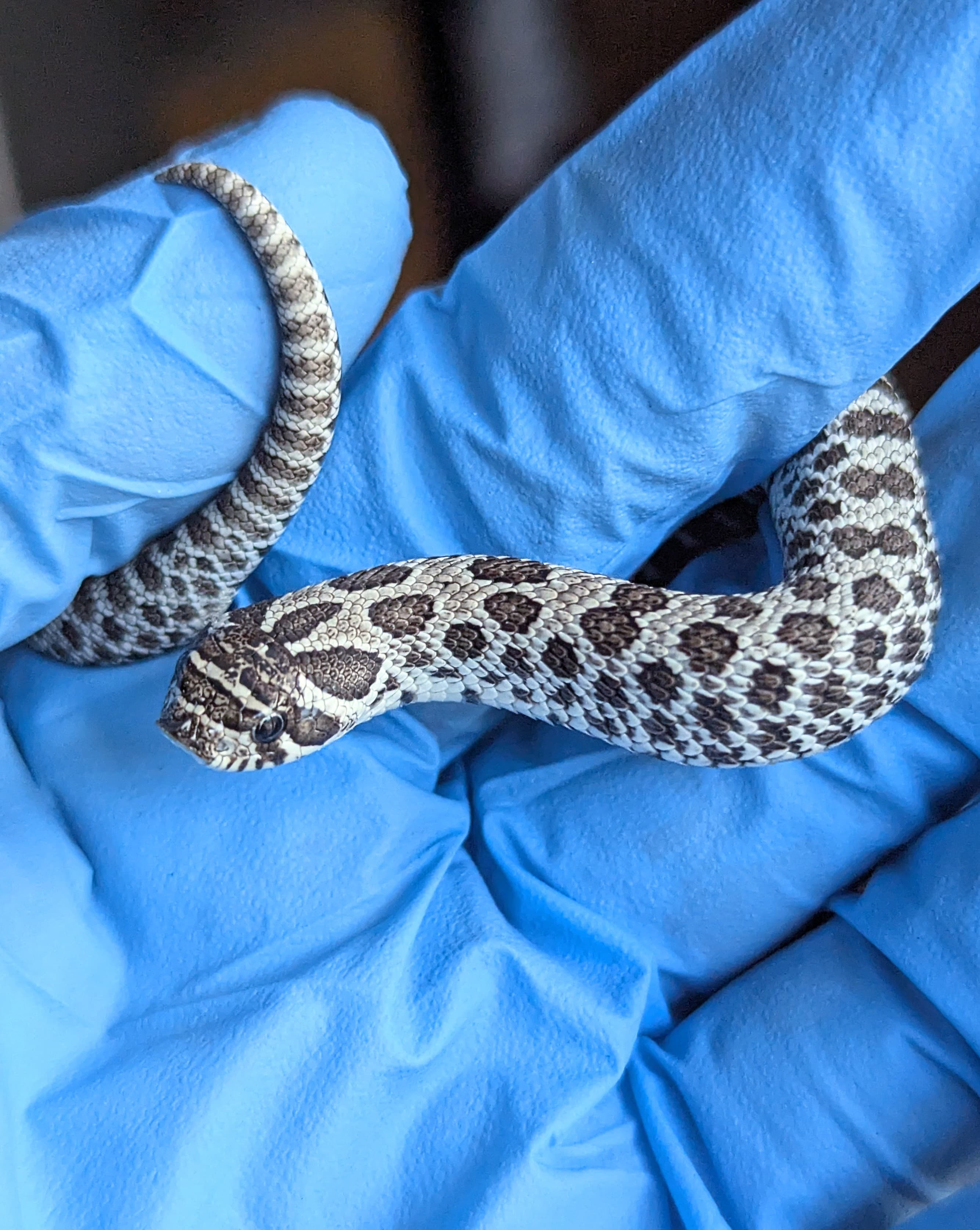 Axanthic — Baby Axanthic