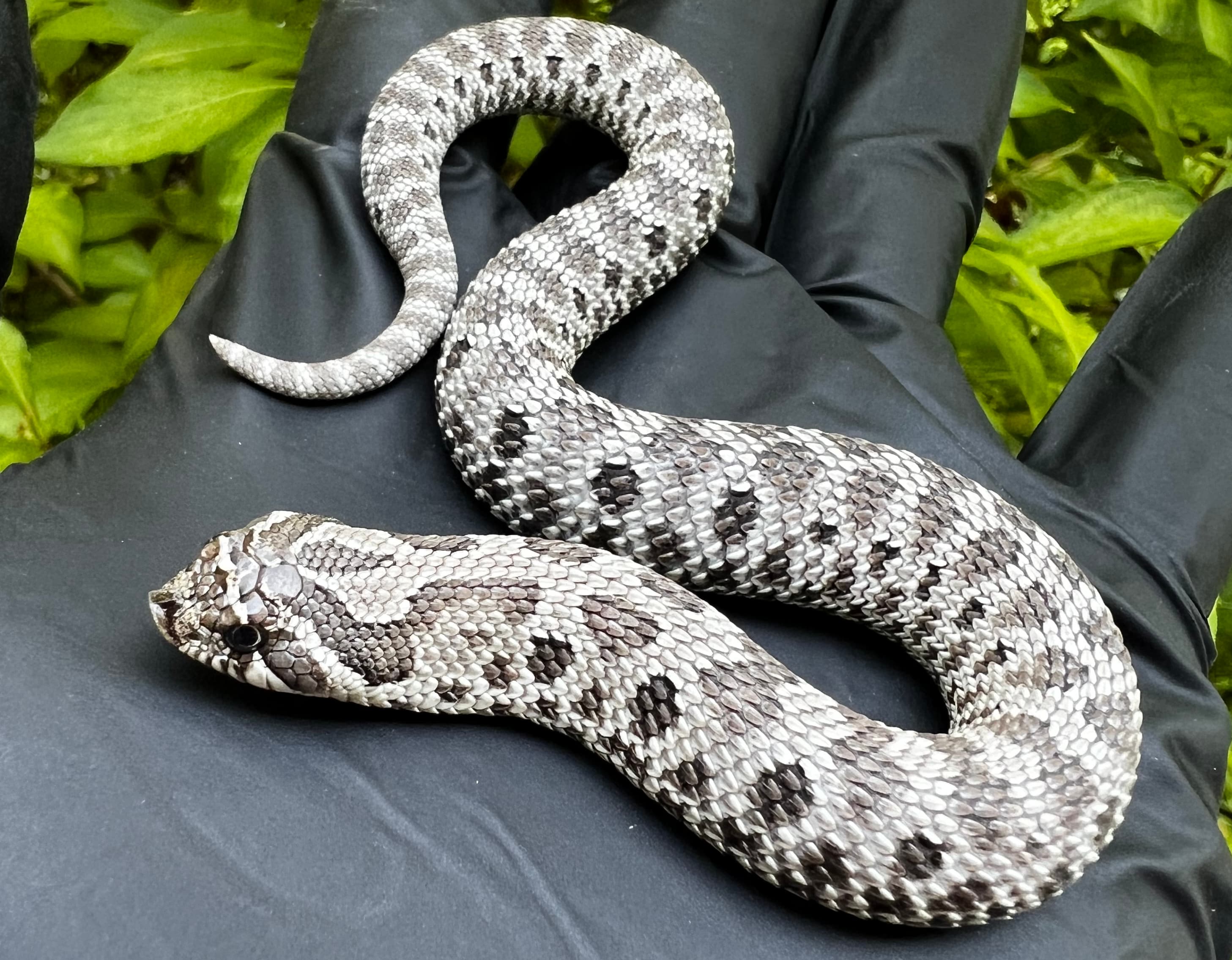 Axanthic