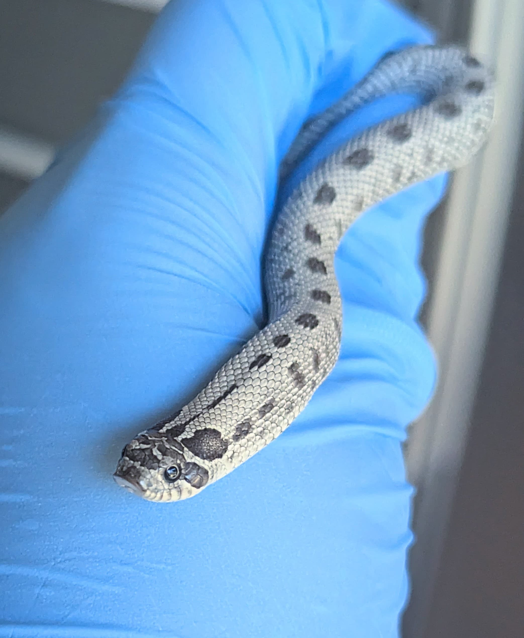 Axanthic Anaconda — Baby Axanthic Conda