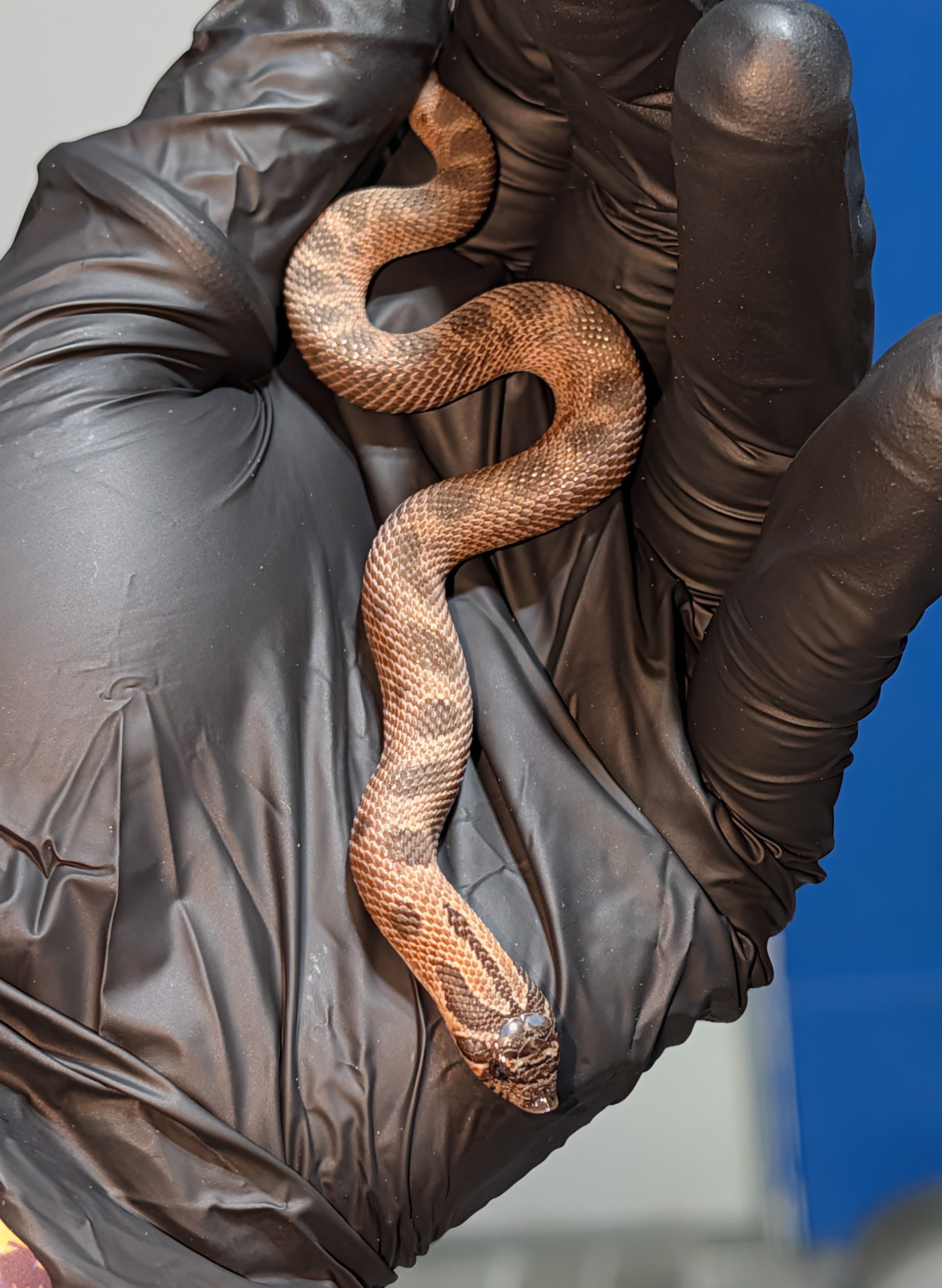Big Black Anaconda — Hatchling RBE Arctic Sable Conda