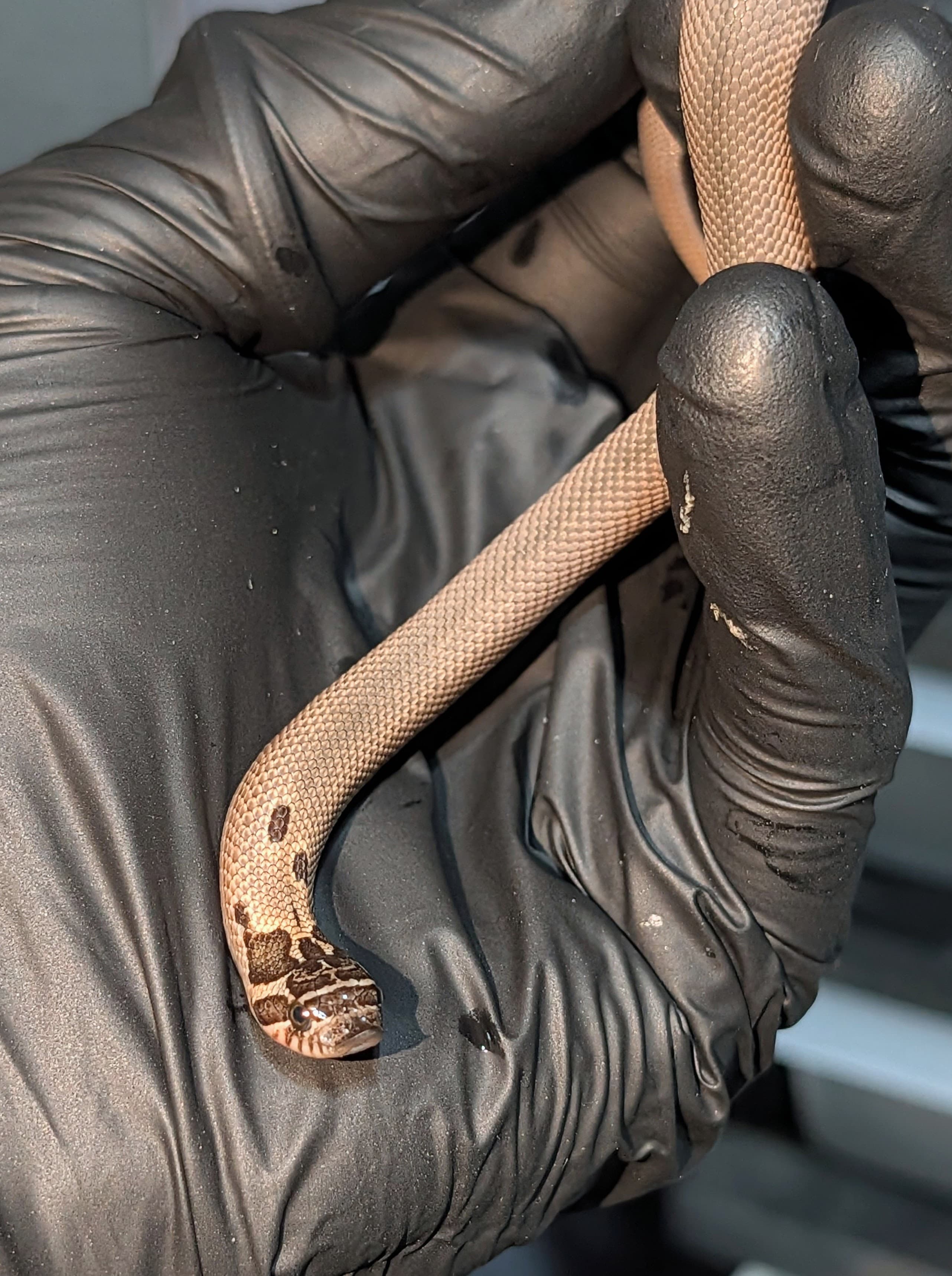 Sable Arctic Superconda — Hatchling Arctic Sable Superconda