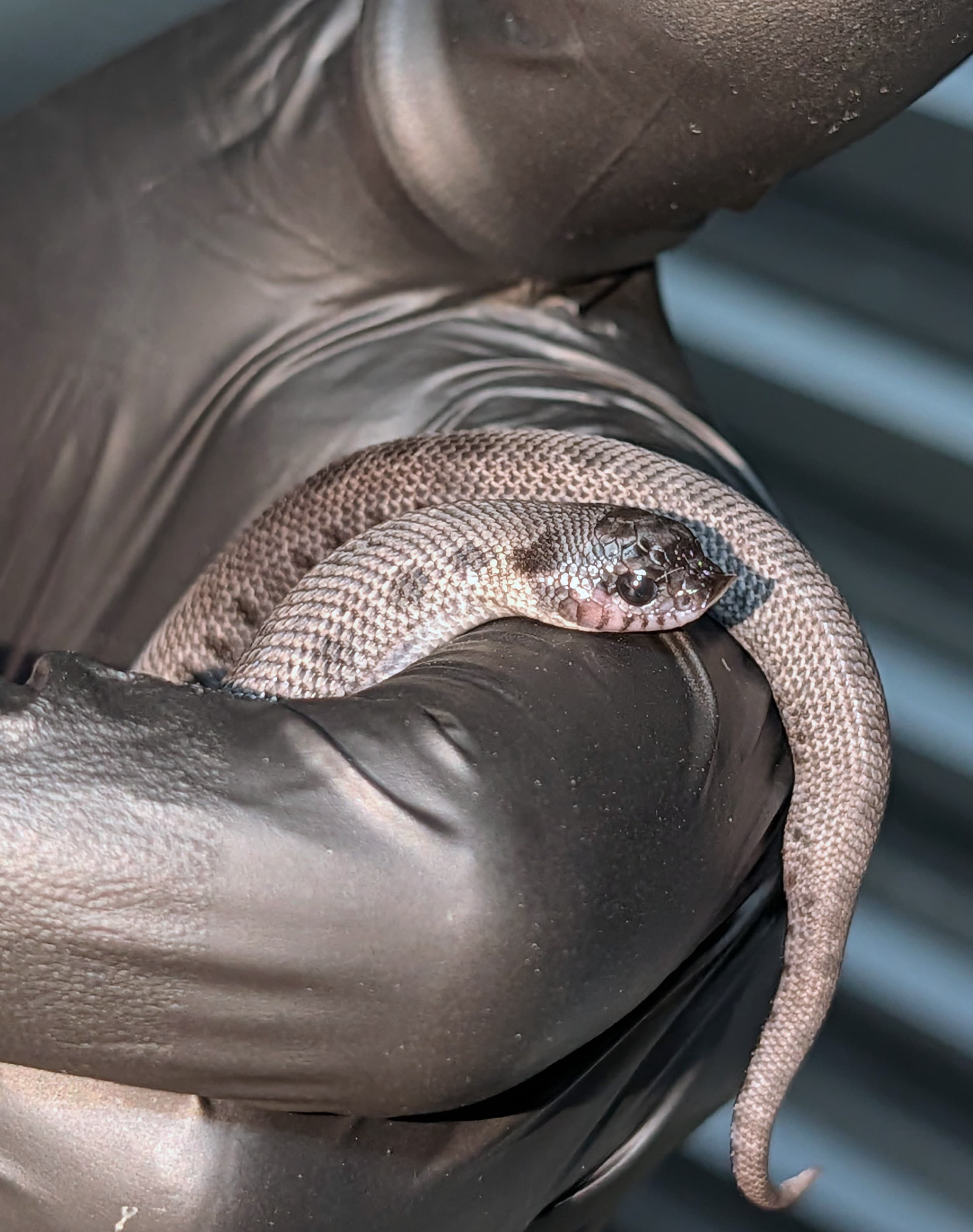 Blucifer Anaconda — Hatchling Super Arctic Sable Conda