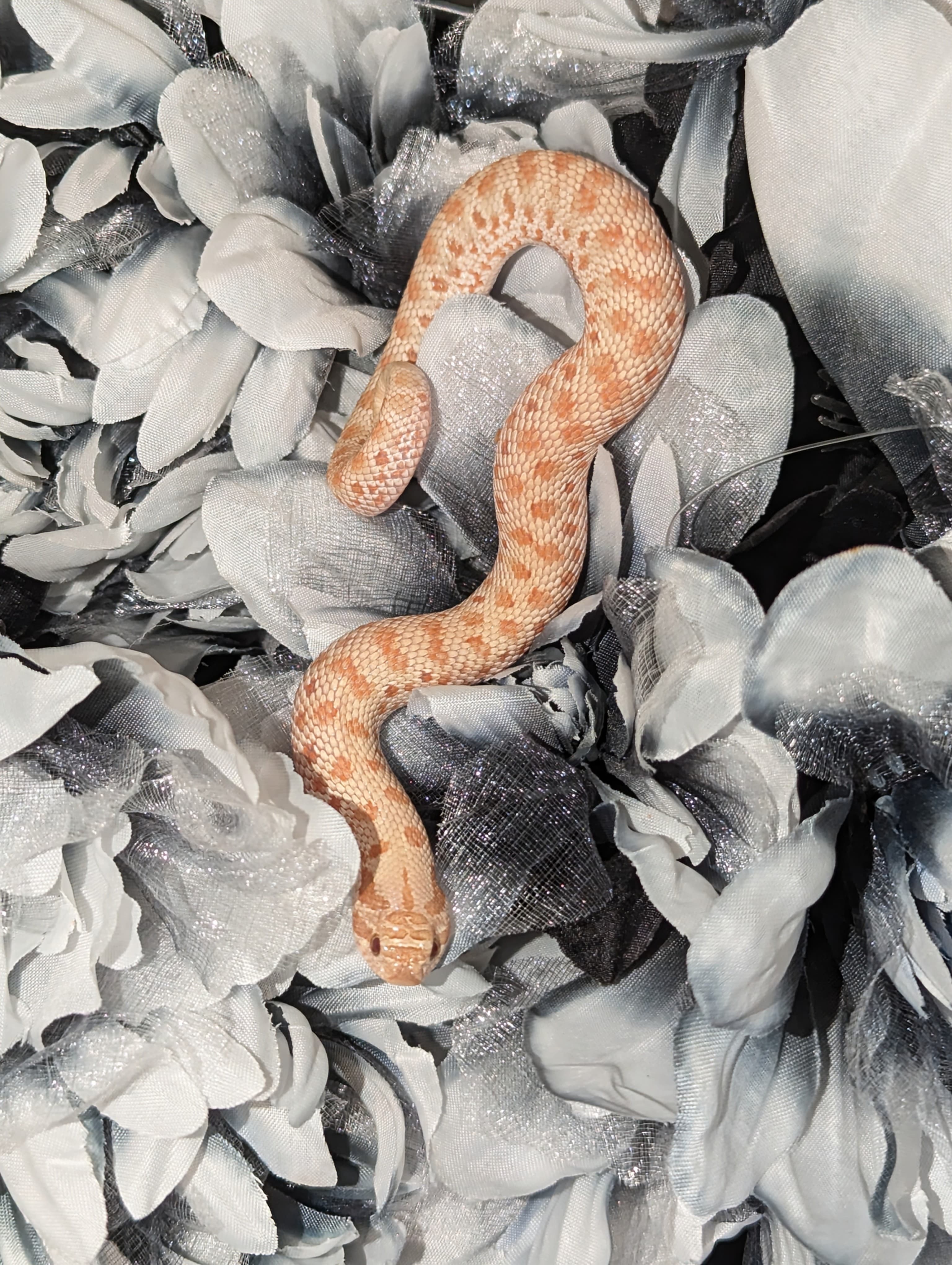 Frost — Baby Frost (formerly Caramel?)