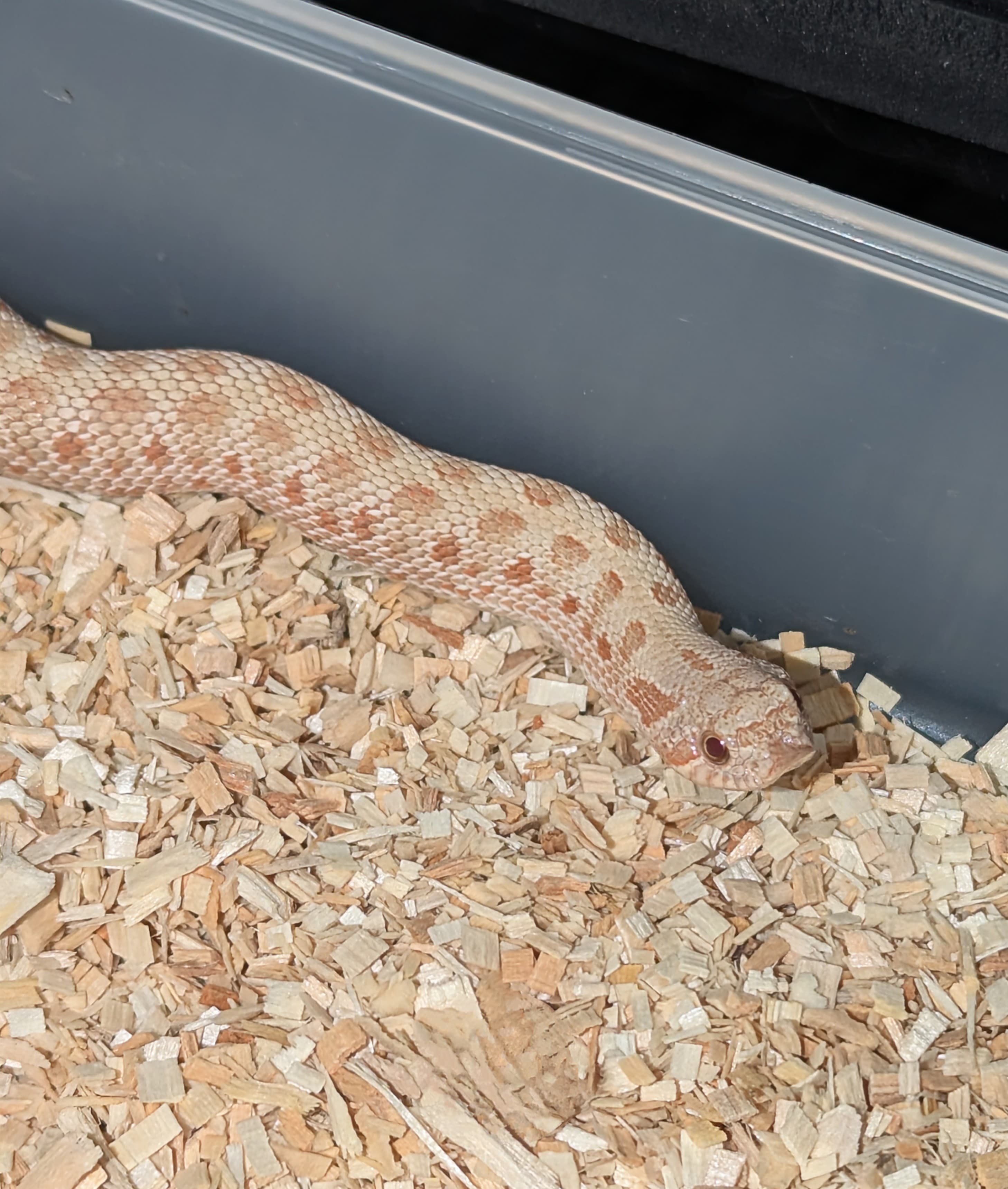 Frost Anaconda — Baby Frost Conda (formerly Caramel Conda)