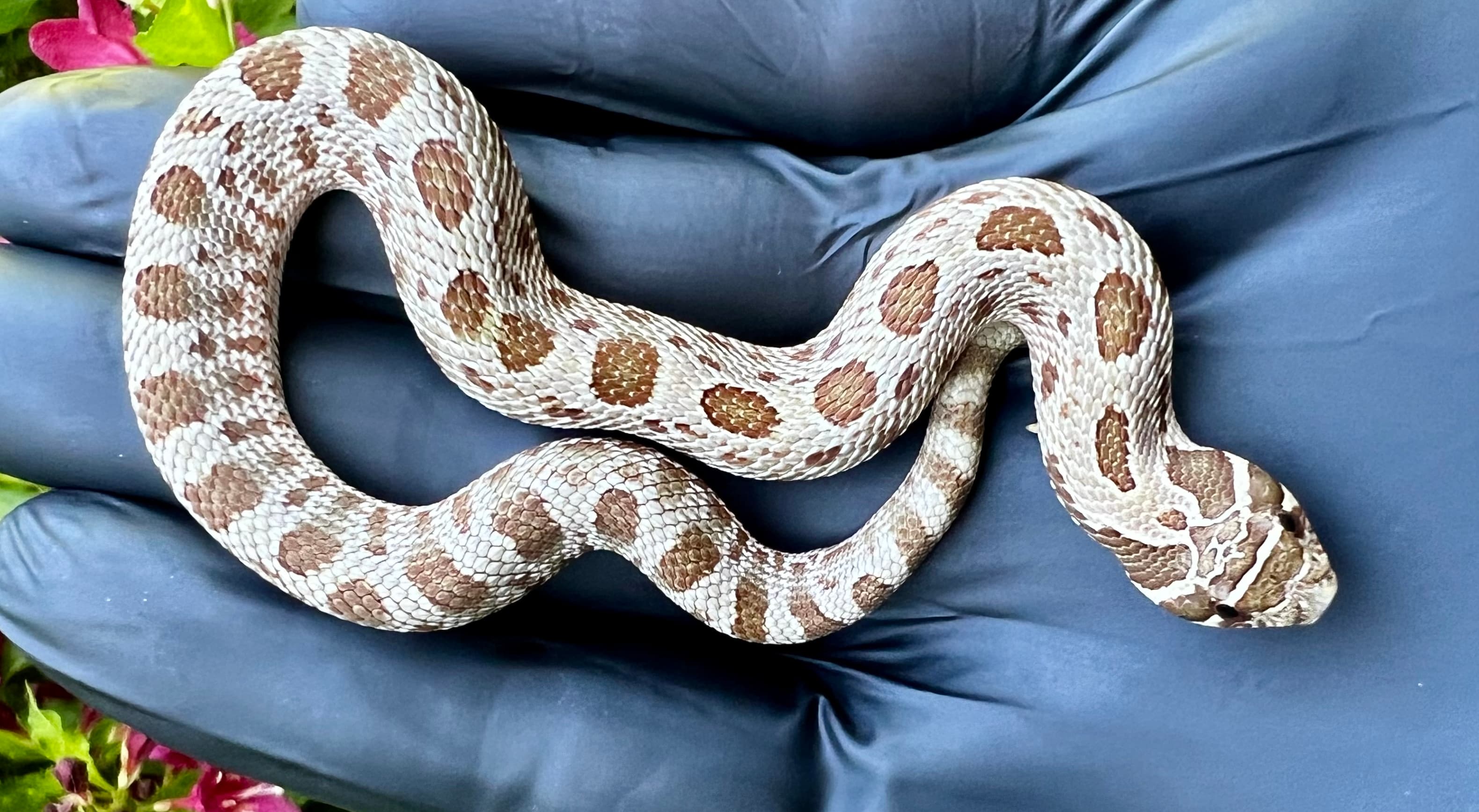 Anaconda