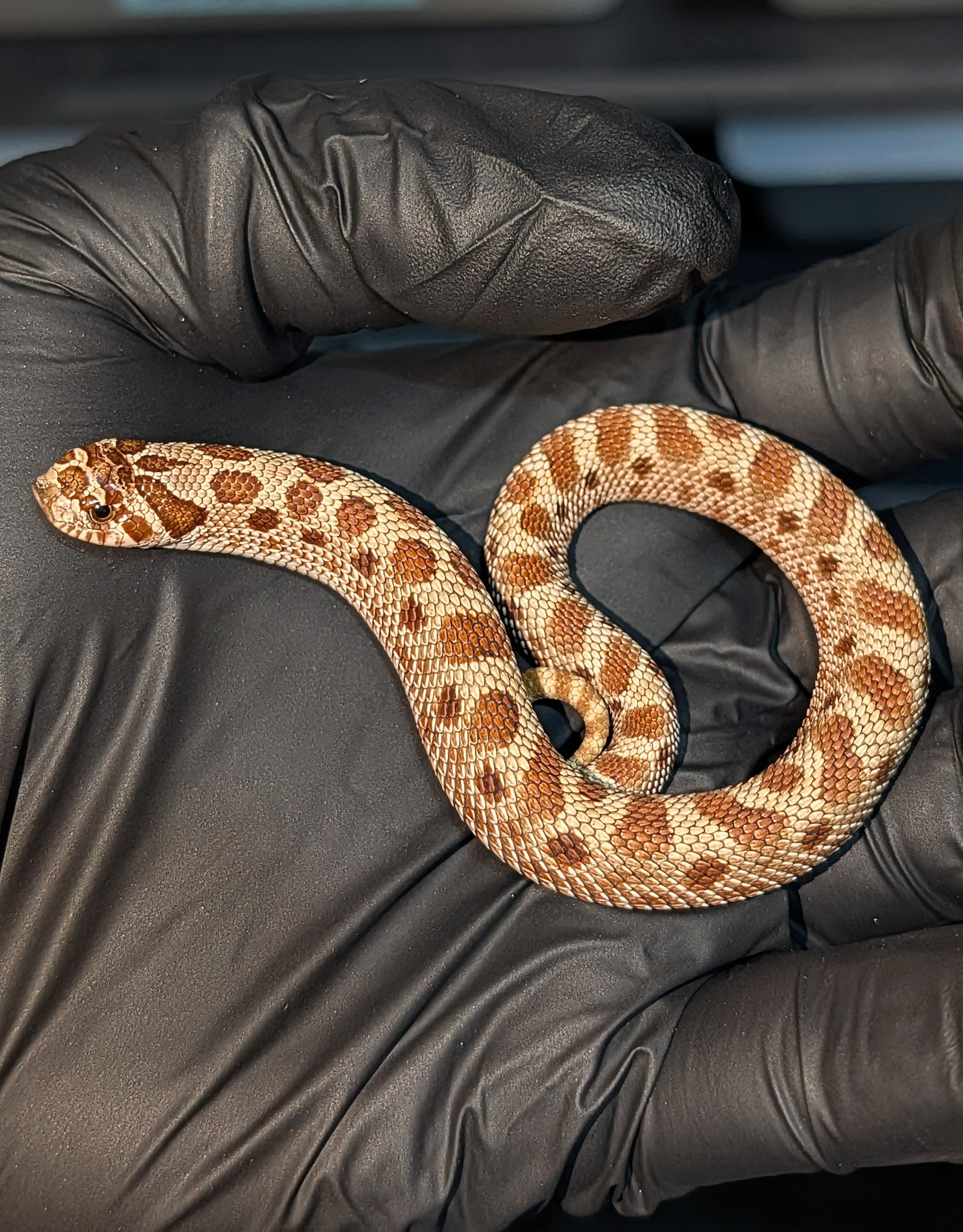 Anaconda — Baby Conda
