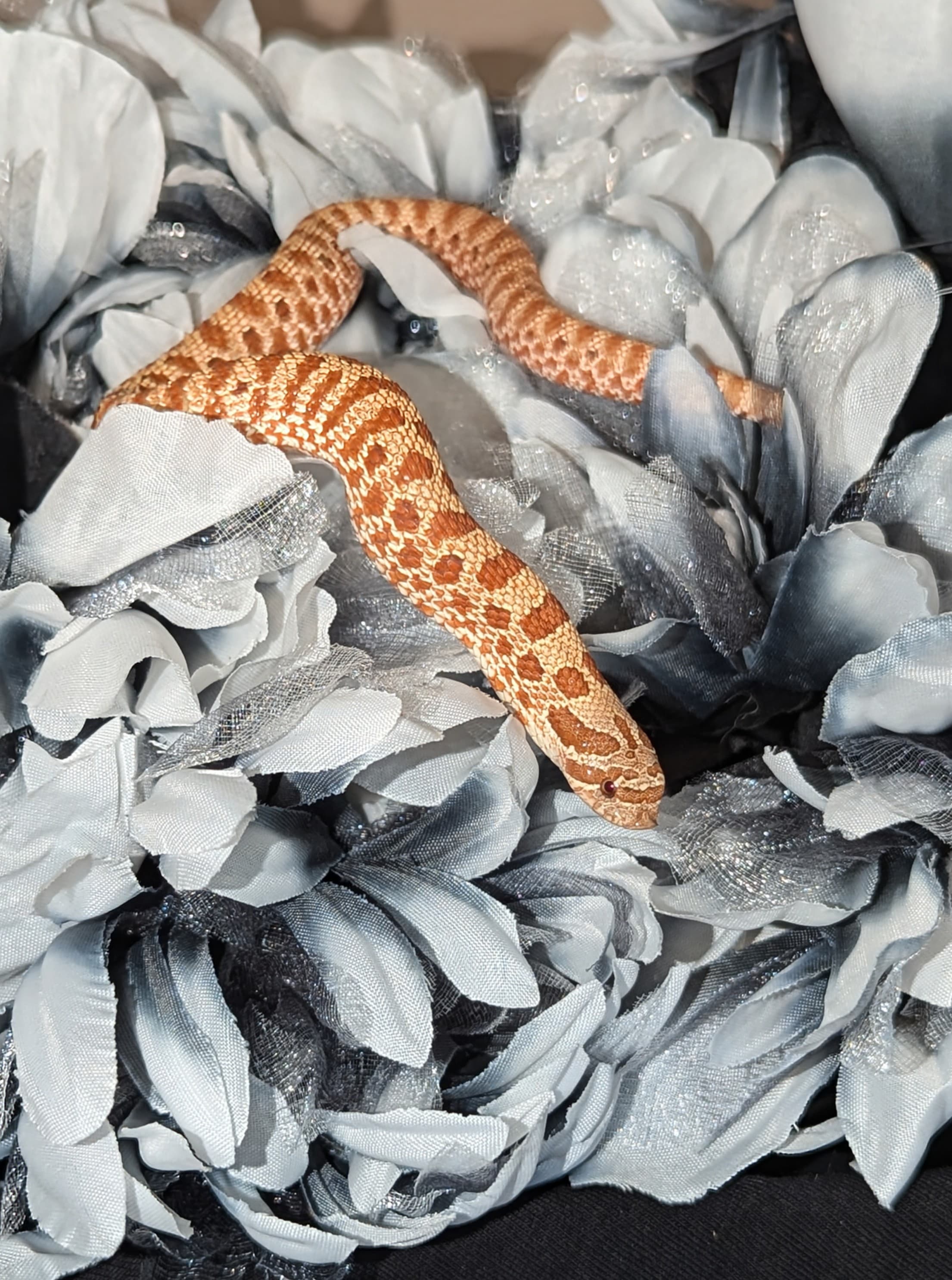Hypo — Baby Evans Hypo