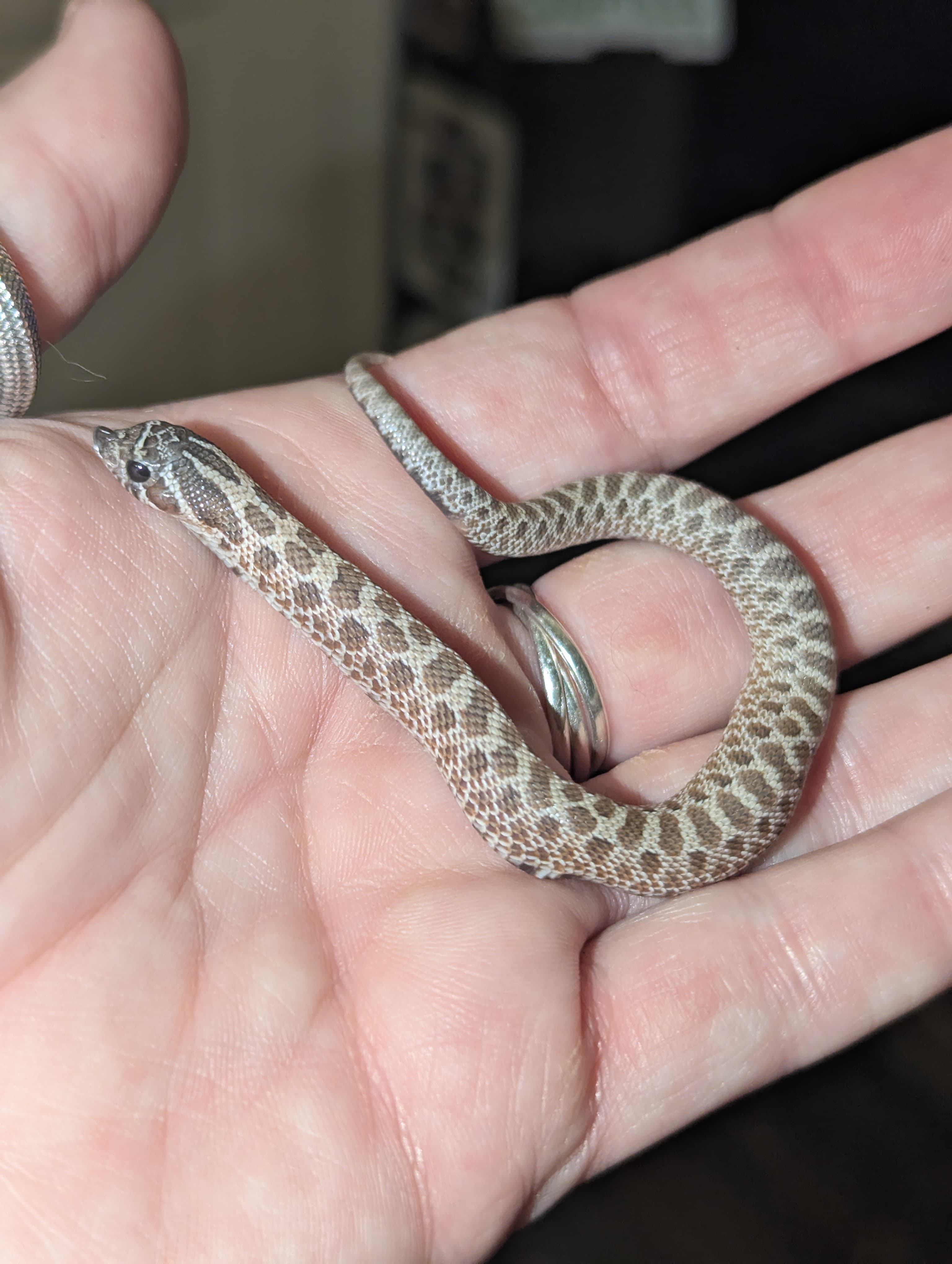 Lavender — Hatchling Lavender