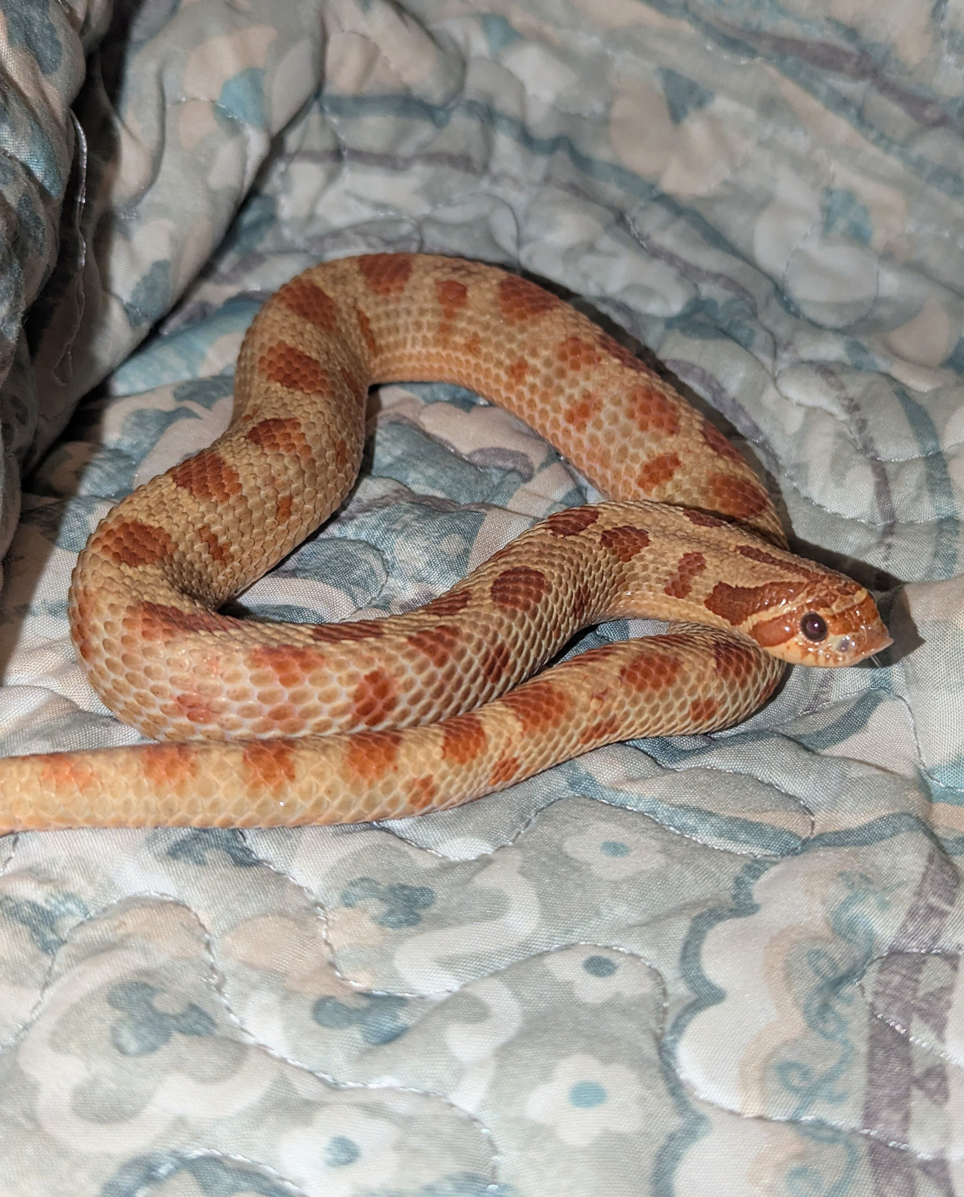 Mai Tai Anaconda — Adult male Mai Tai Conda