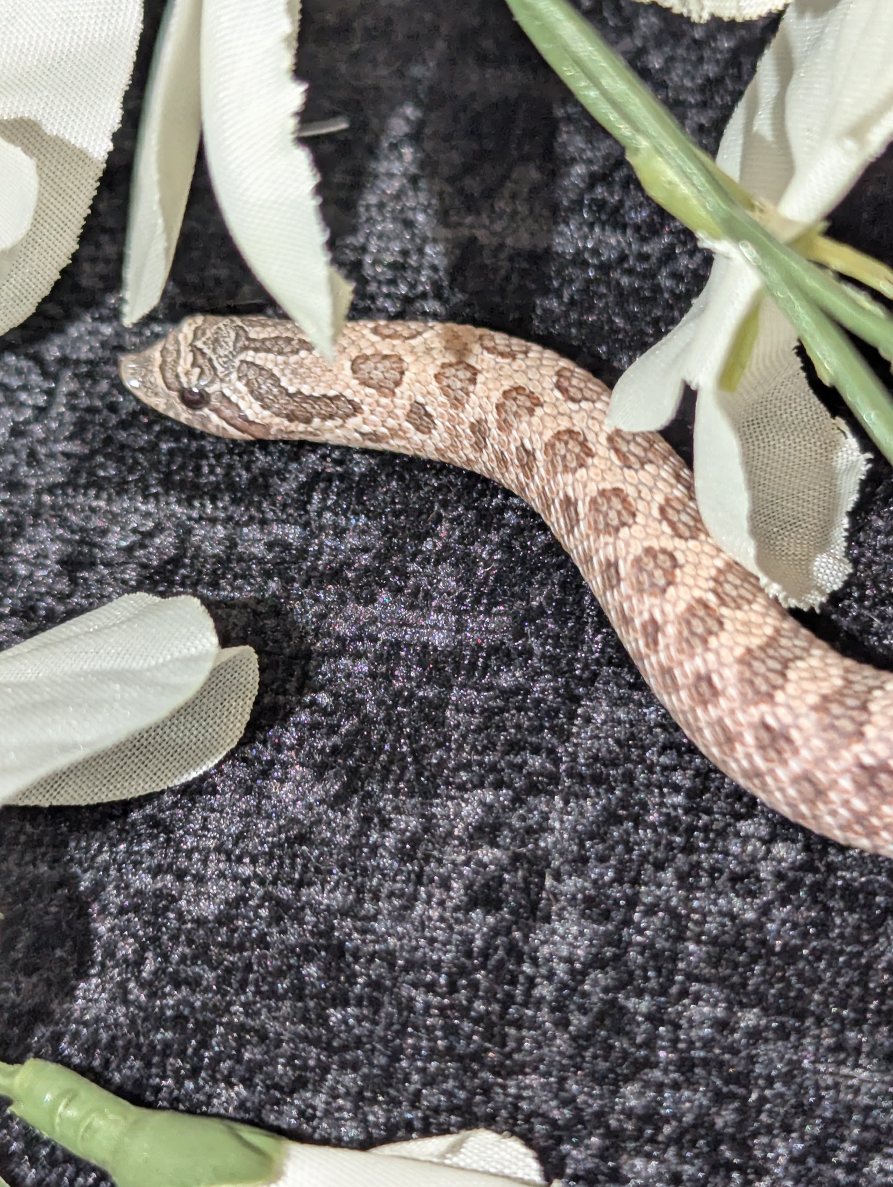 Moondust — Baby Moondust