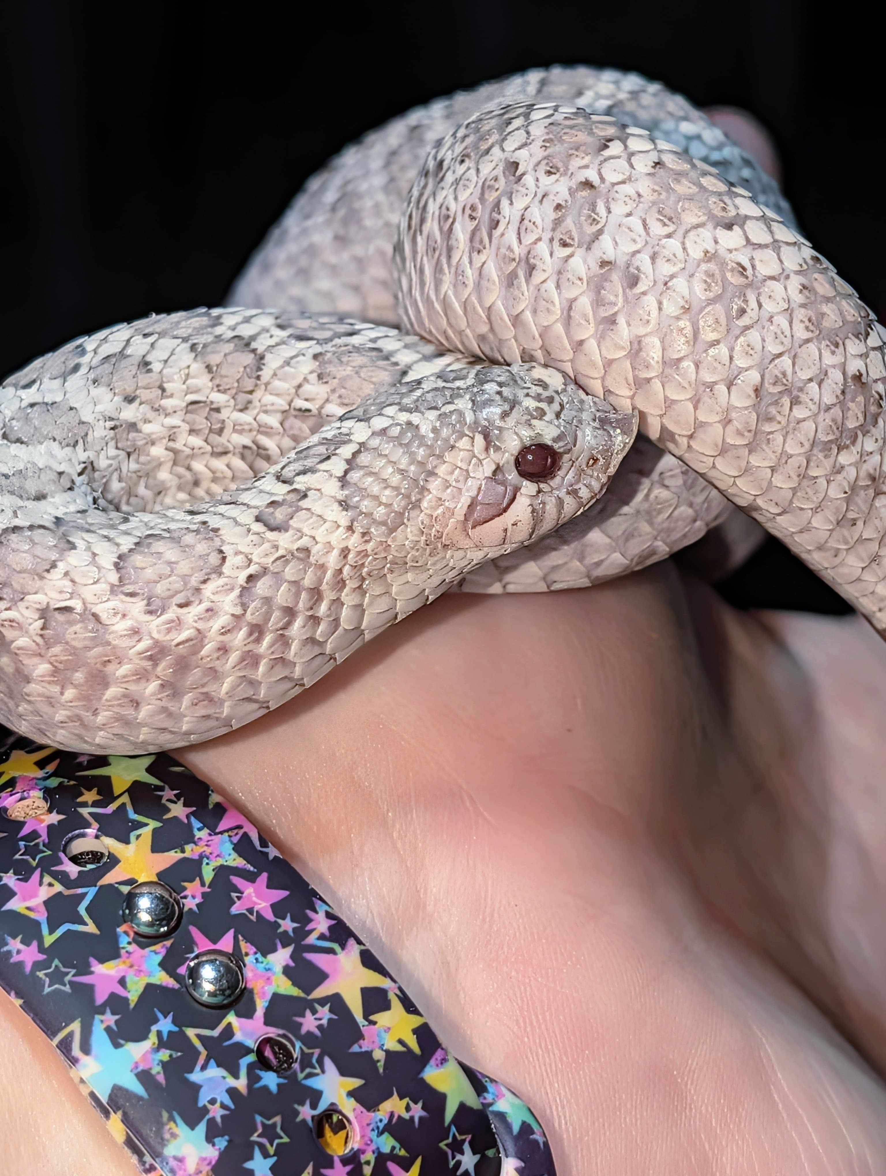 Moonstone — Sub-adult female Moonstone