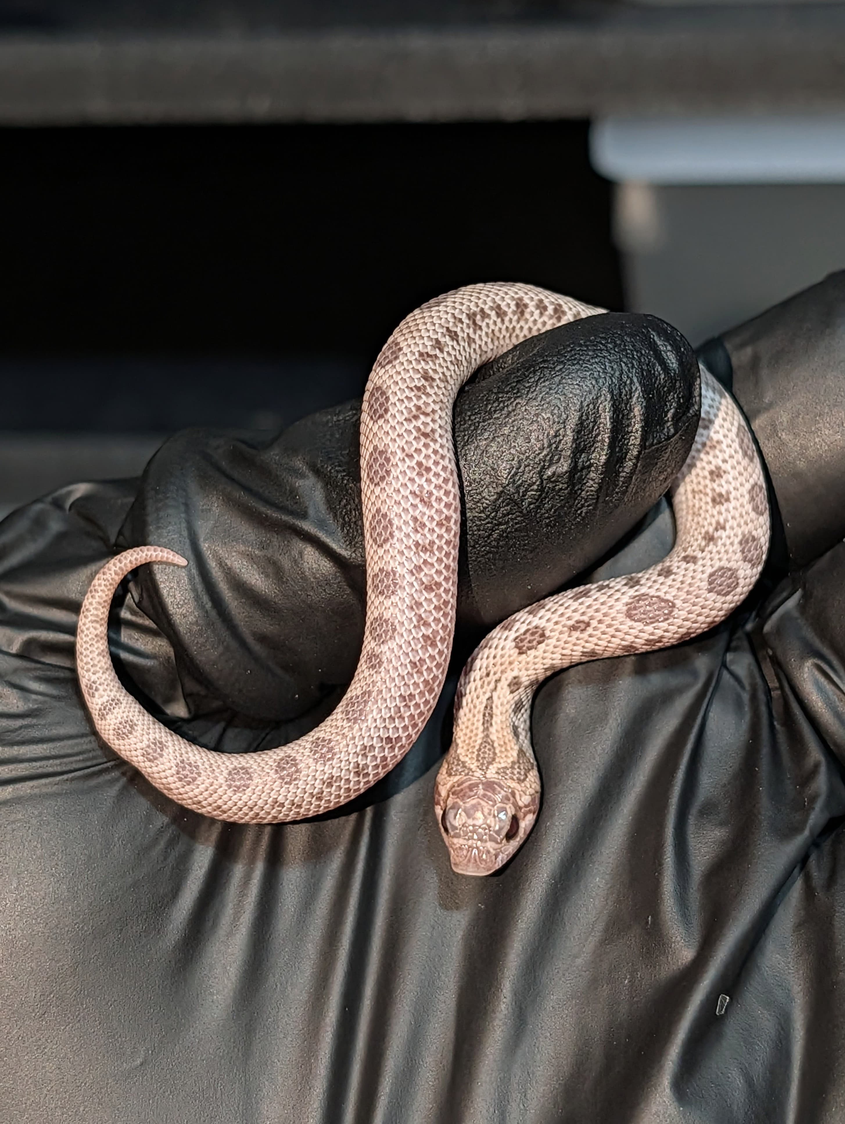 Pink Punch Anaconda — Hatchling Super Arctic Toffee Conda