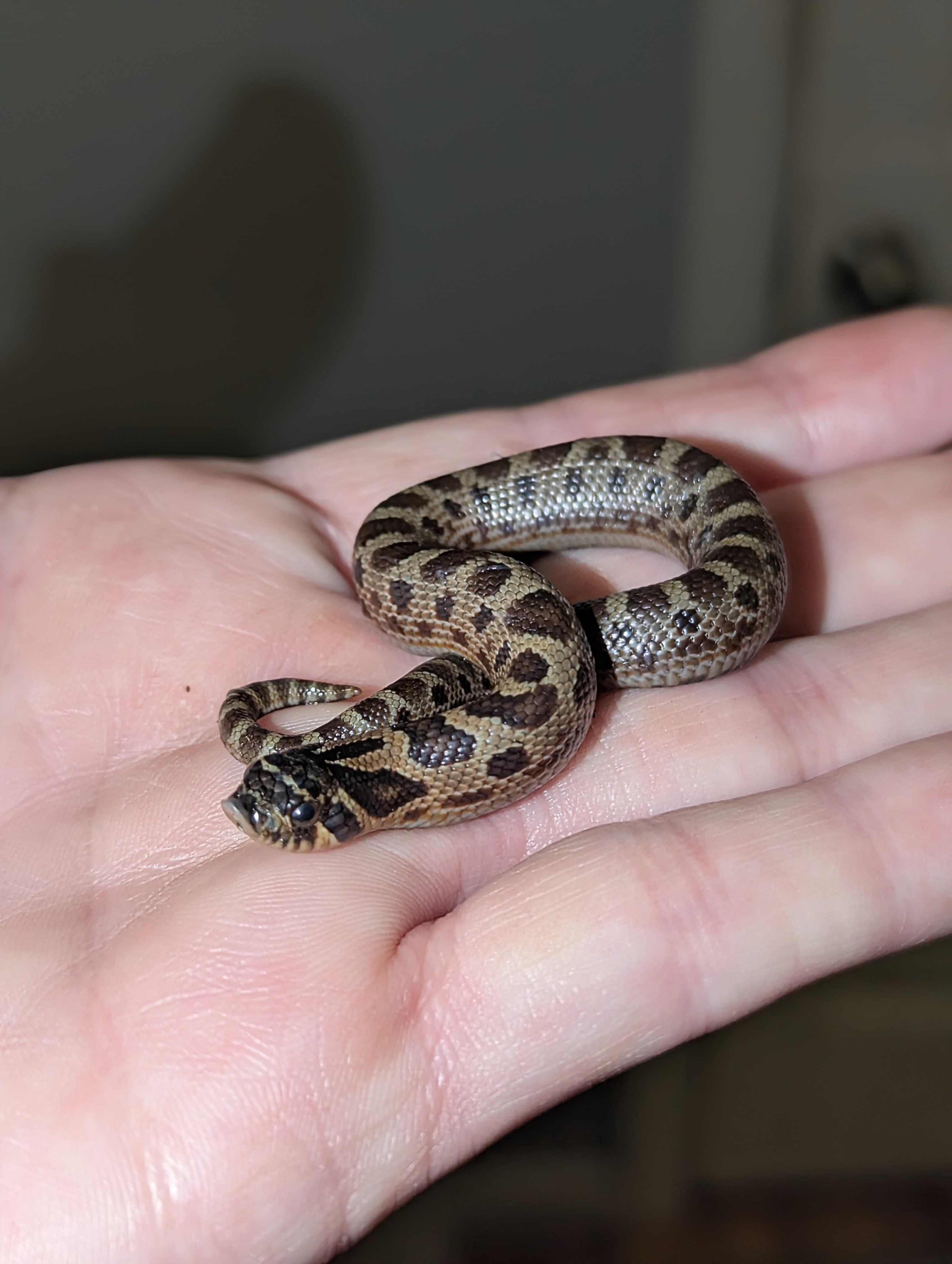Sable Anaconda — Hatchling Sable Conda
