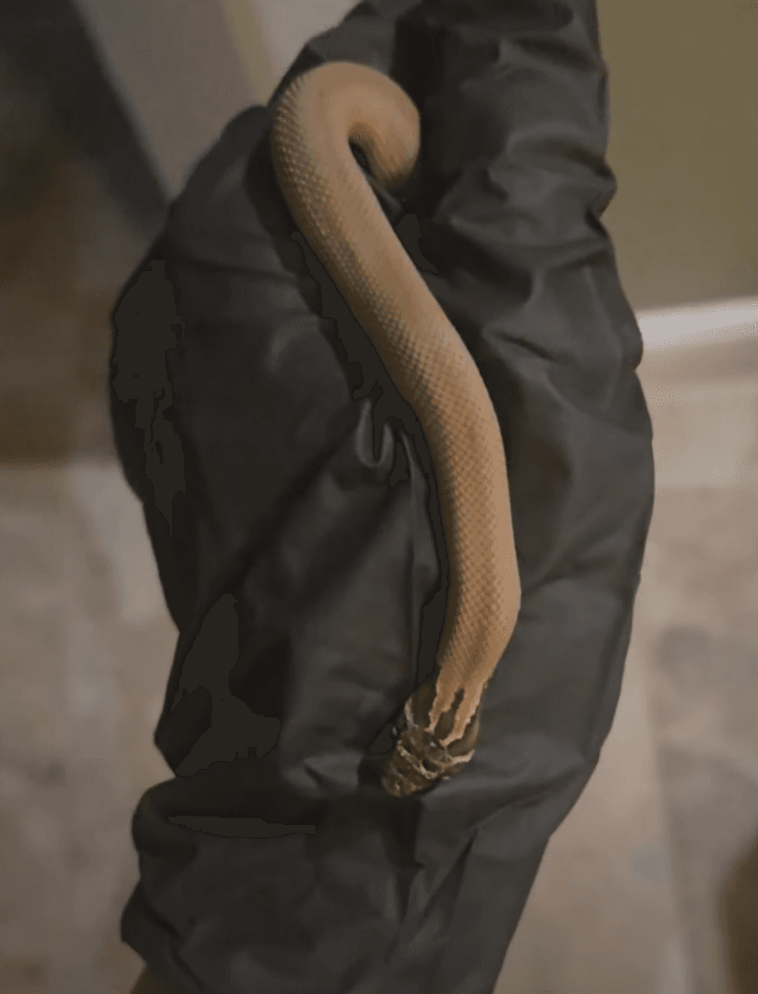 Sable Superconda — Hatchling