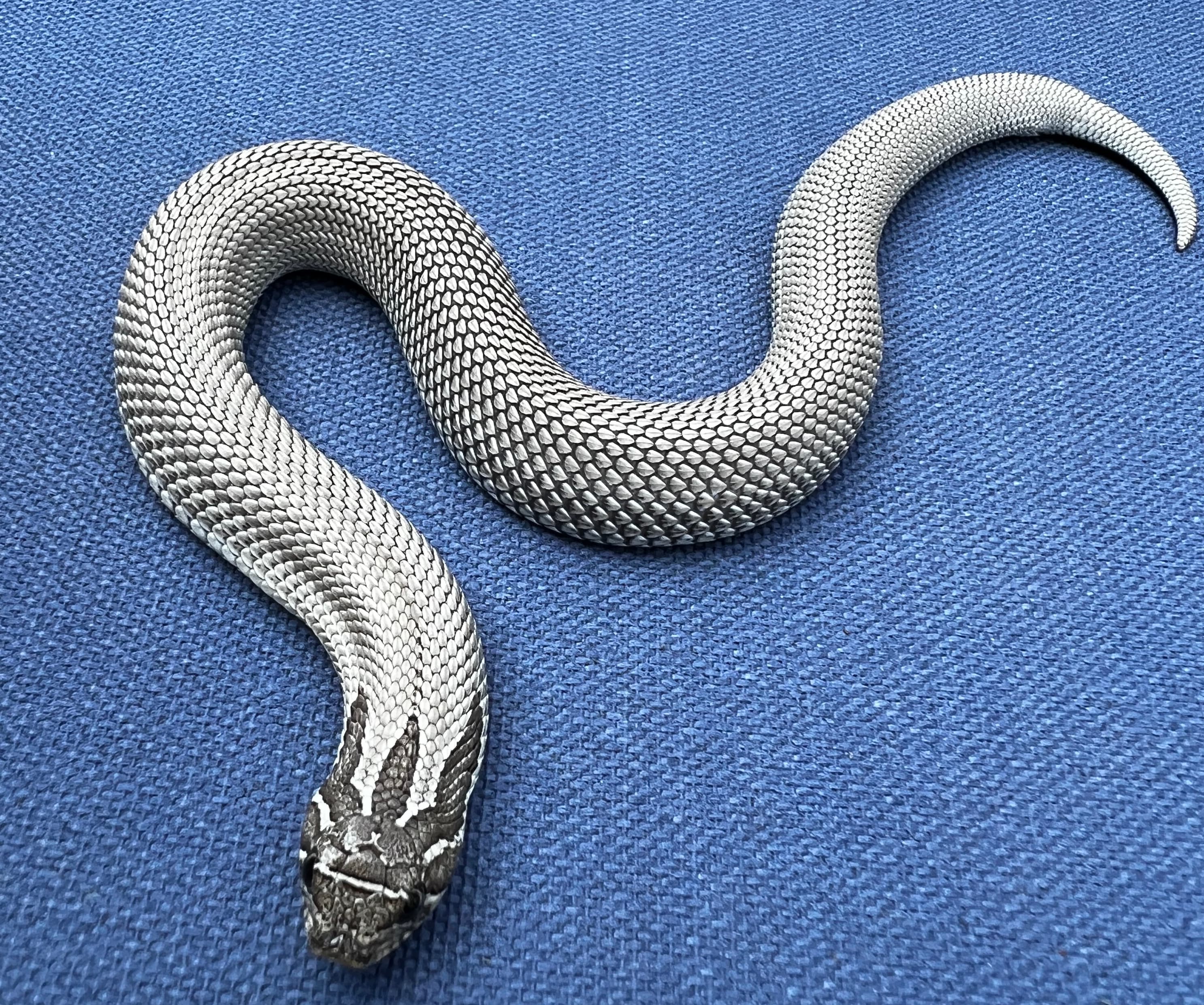 Silver Streak