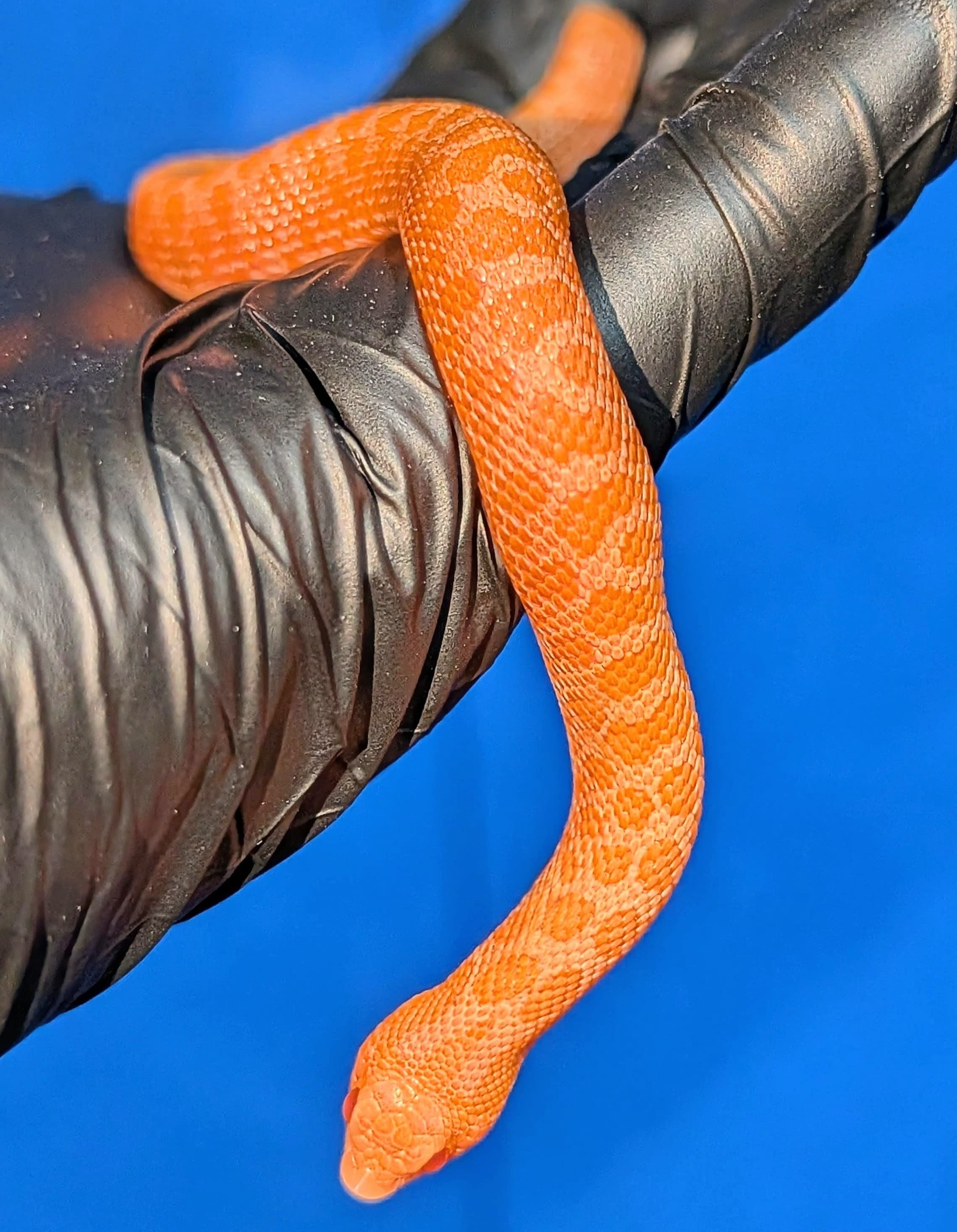 Sunburst — Juvenile Sunburst