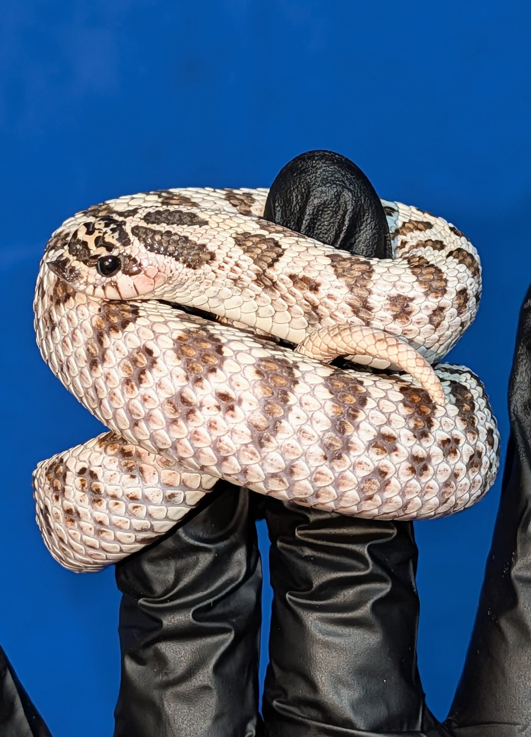Superarctic — Yearling female Super Arctic
